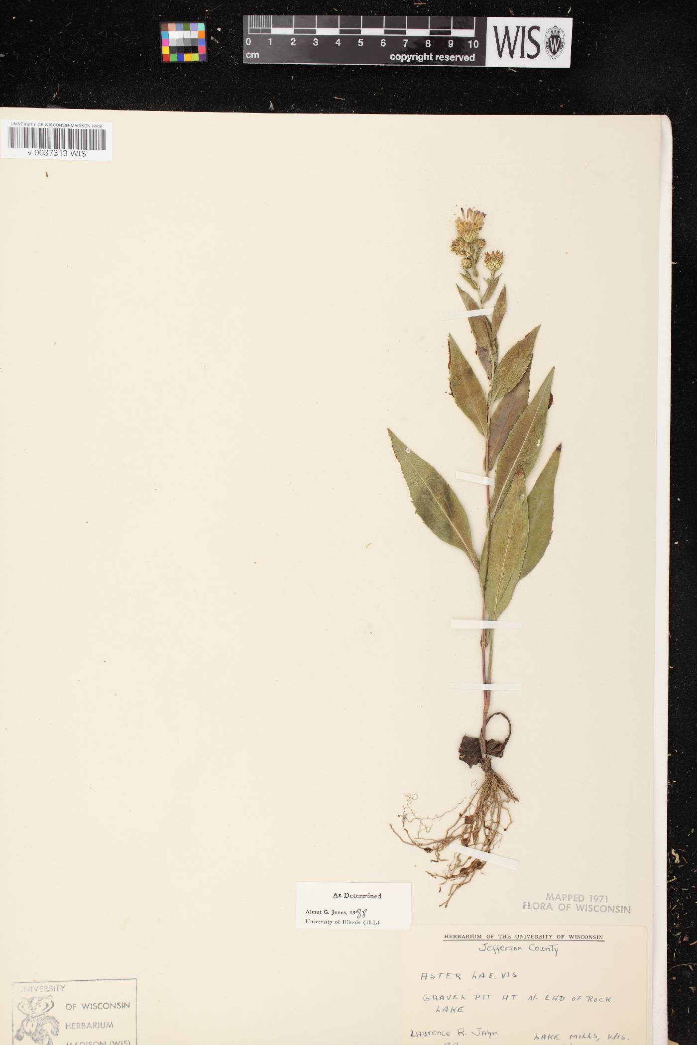 Symphyotrichum laeve var. laeve image
