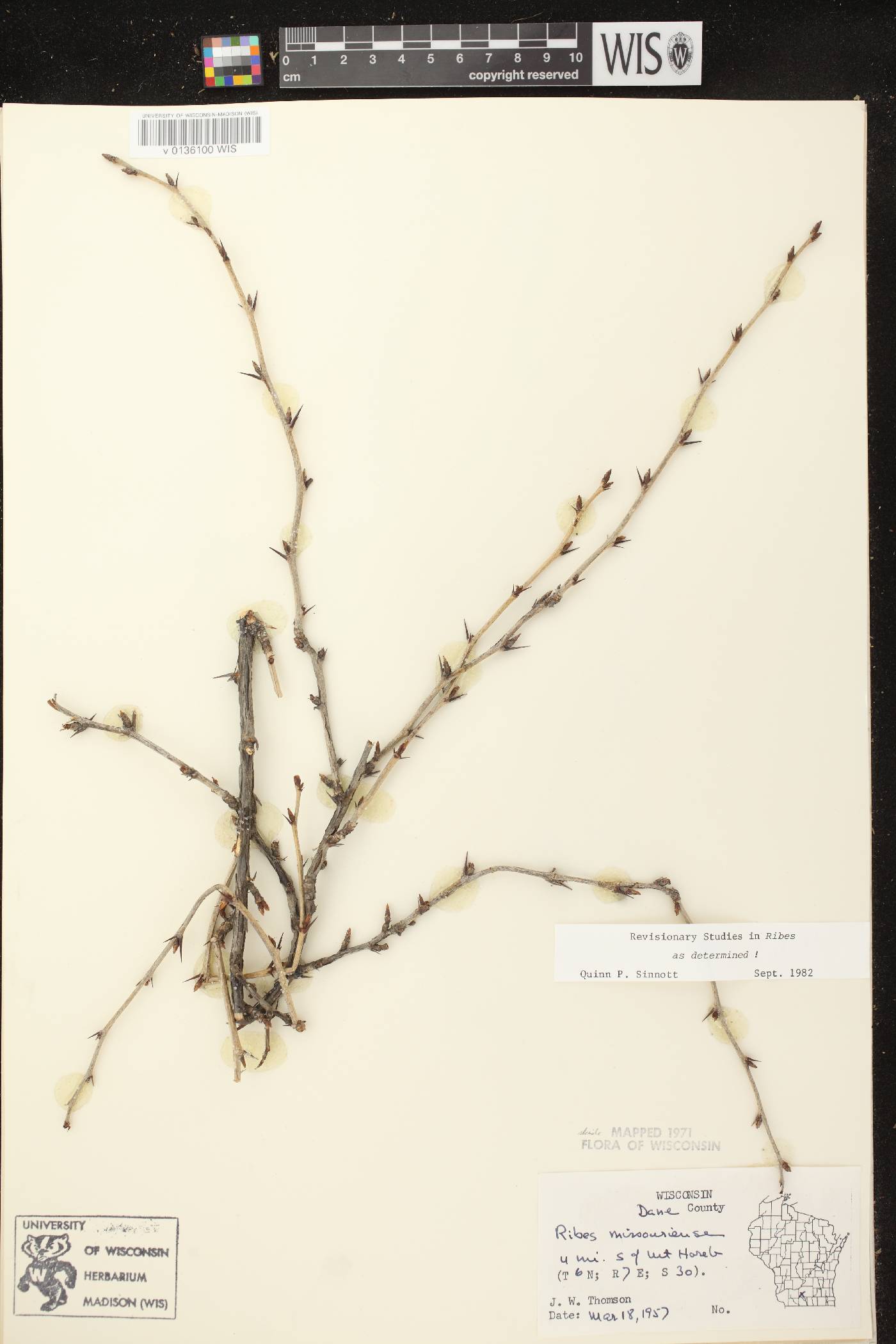 Ribes missouriense image