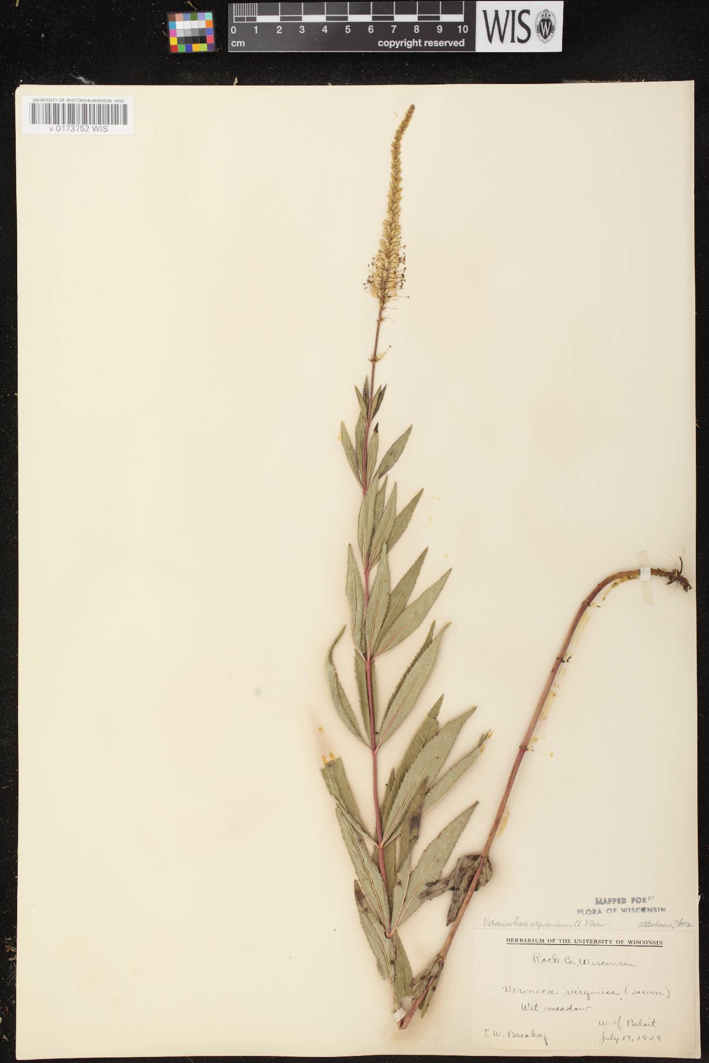 Veronicastrum virginicum image