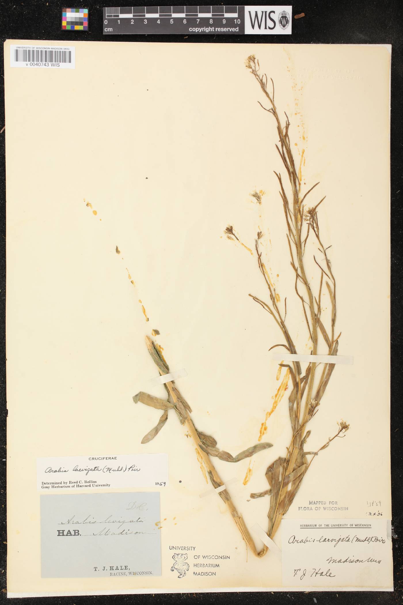Boechera laevigata image