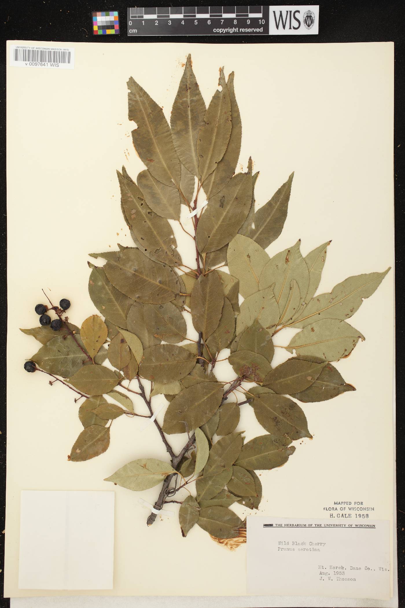 Prunus serotina image