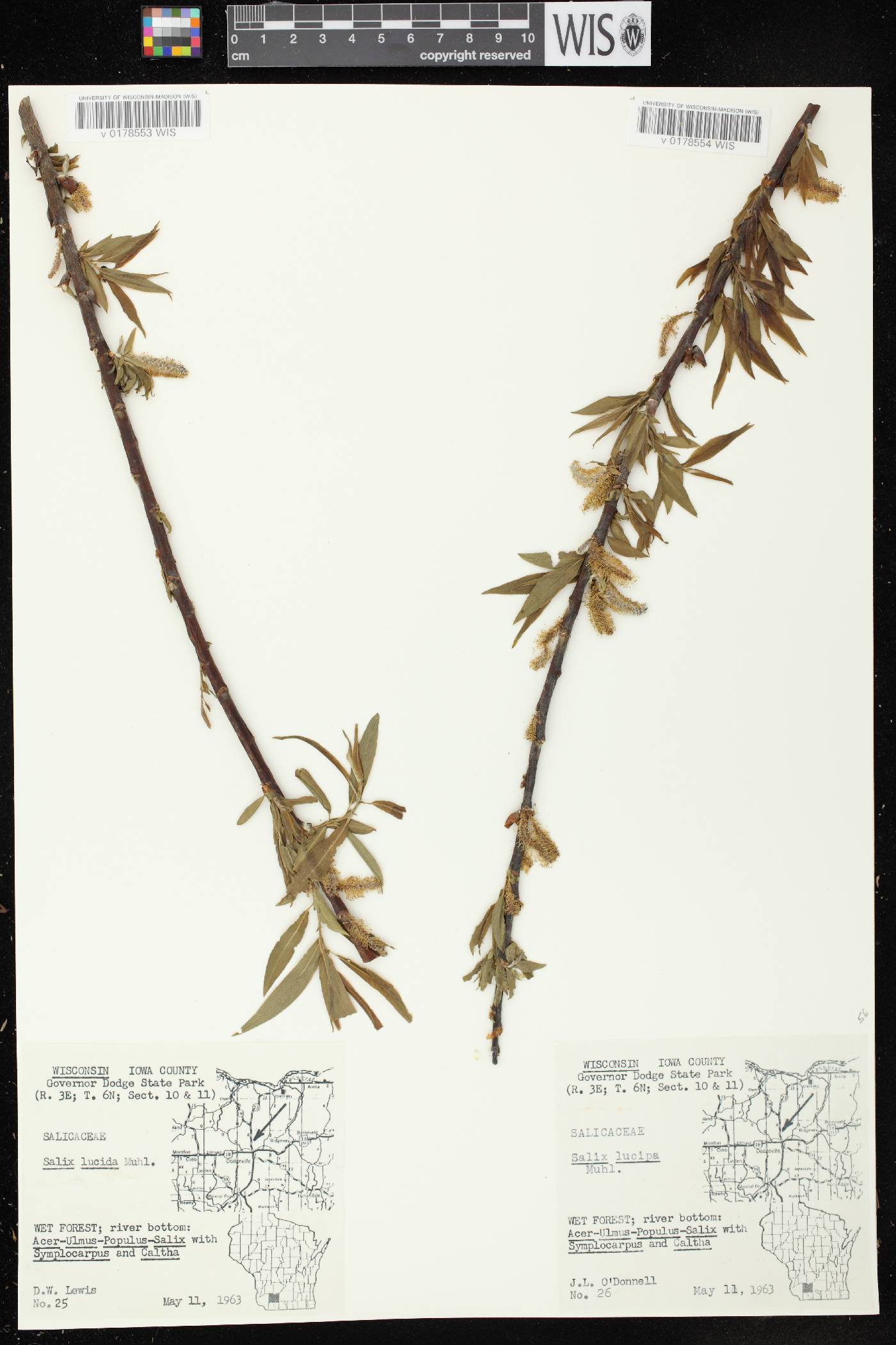 Salix lucida image