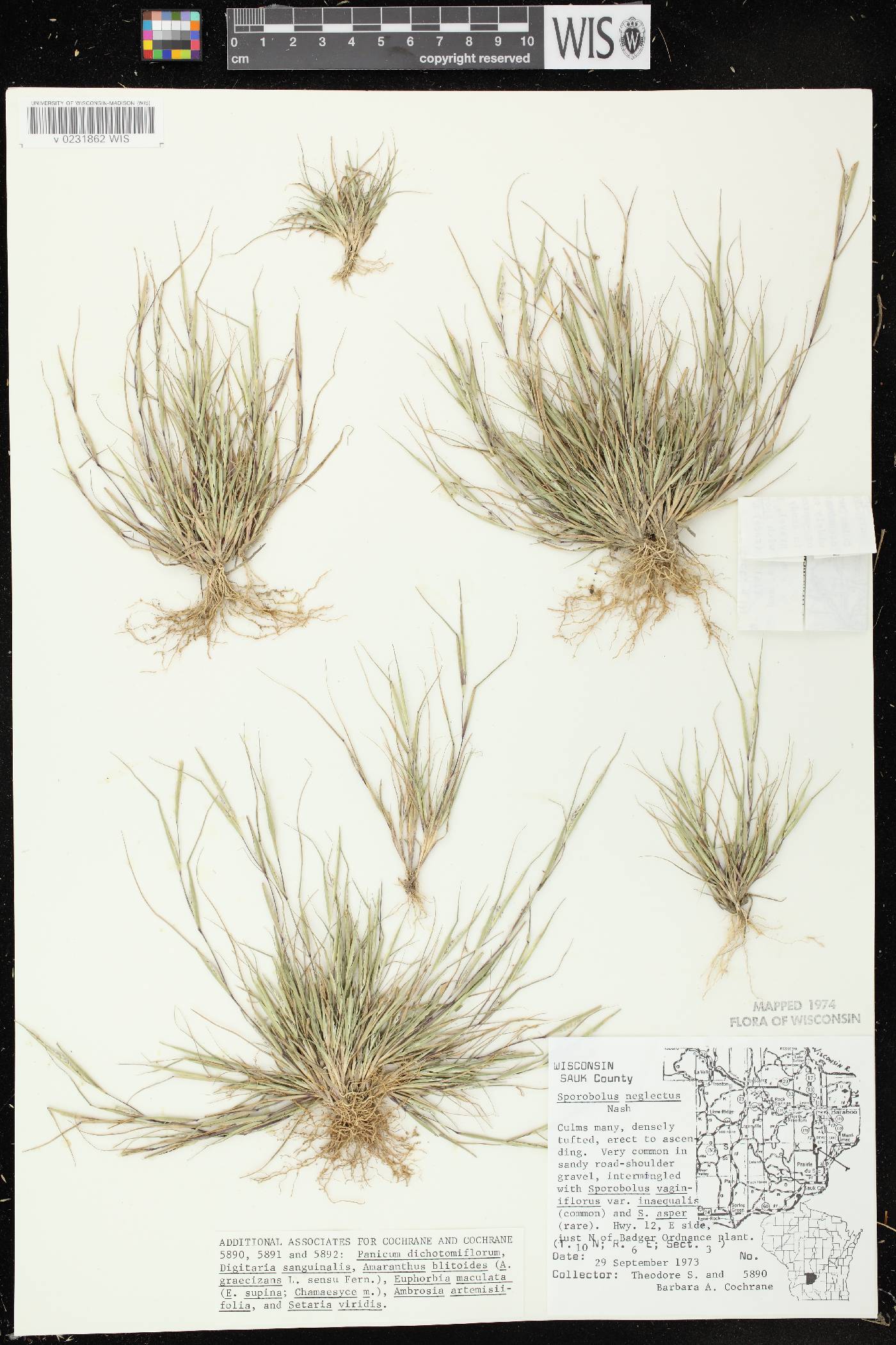 Sporobolus neglectus image