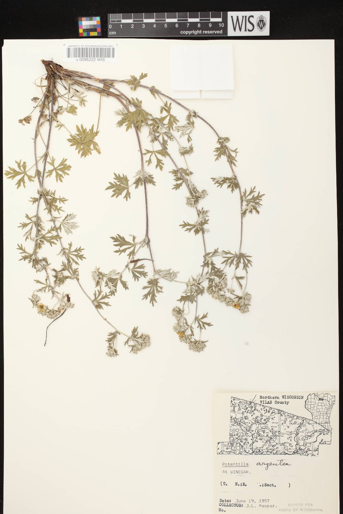 Potentilla argentea image