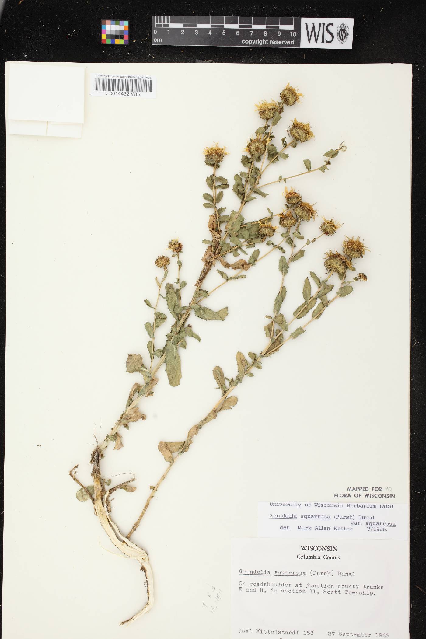 Grindelia squarrosa image