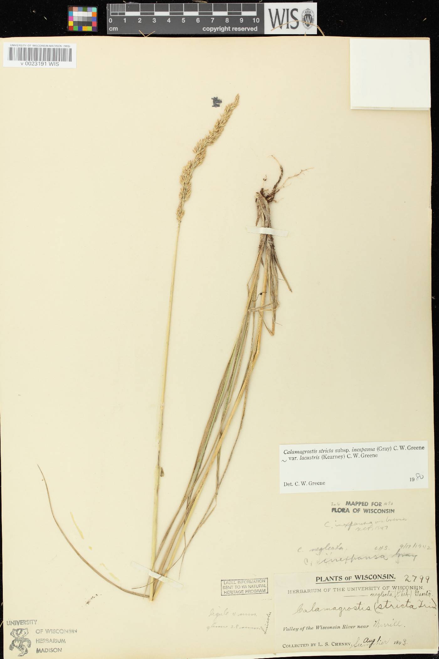 Calamagrostis stricta image