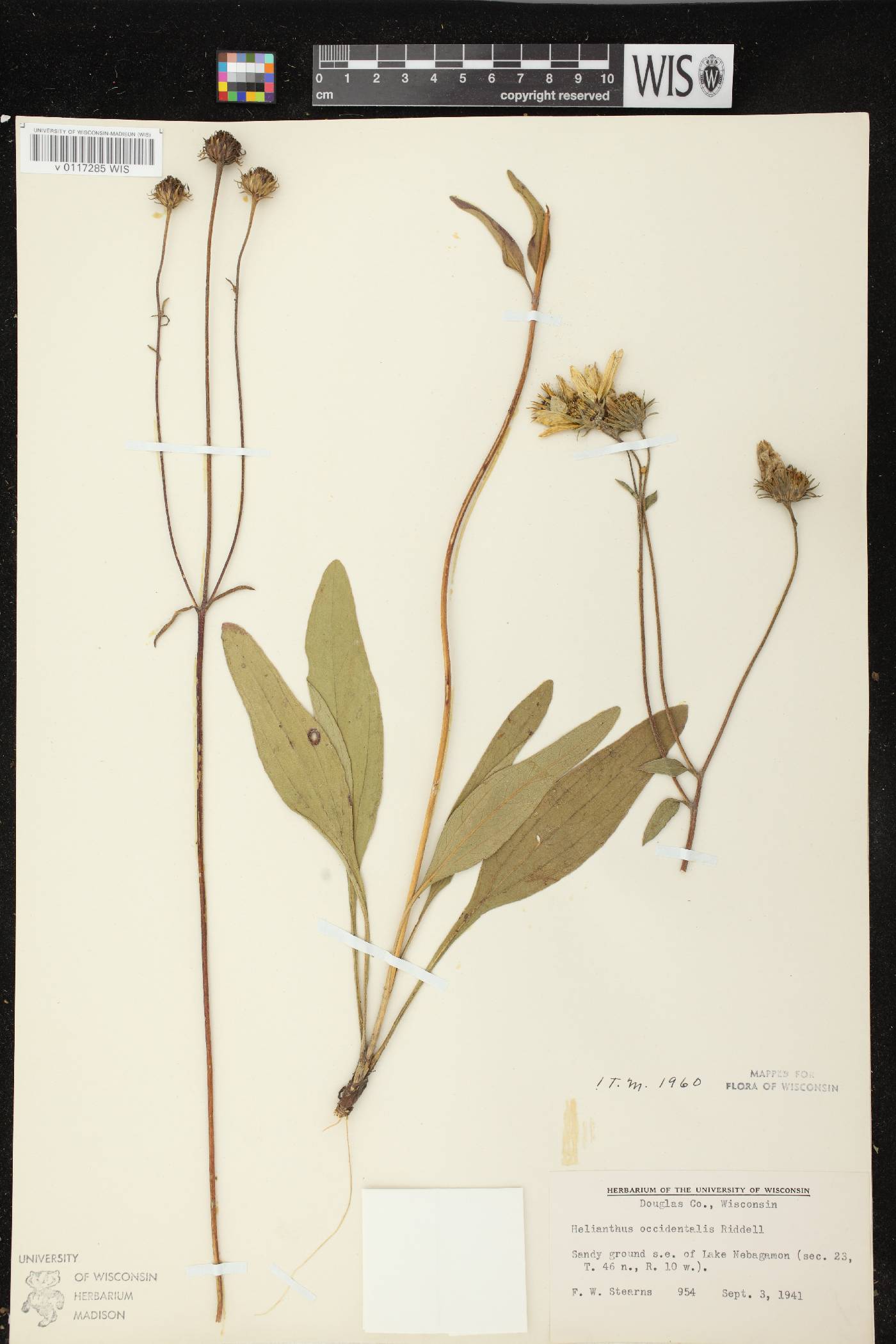 Helianthus occidentalis subsp. occidentalis image