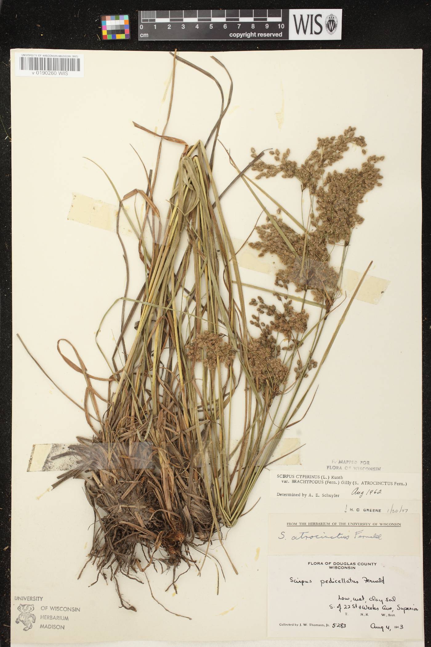 Scirpus atrocinctus image
