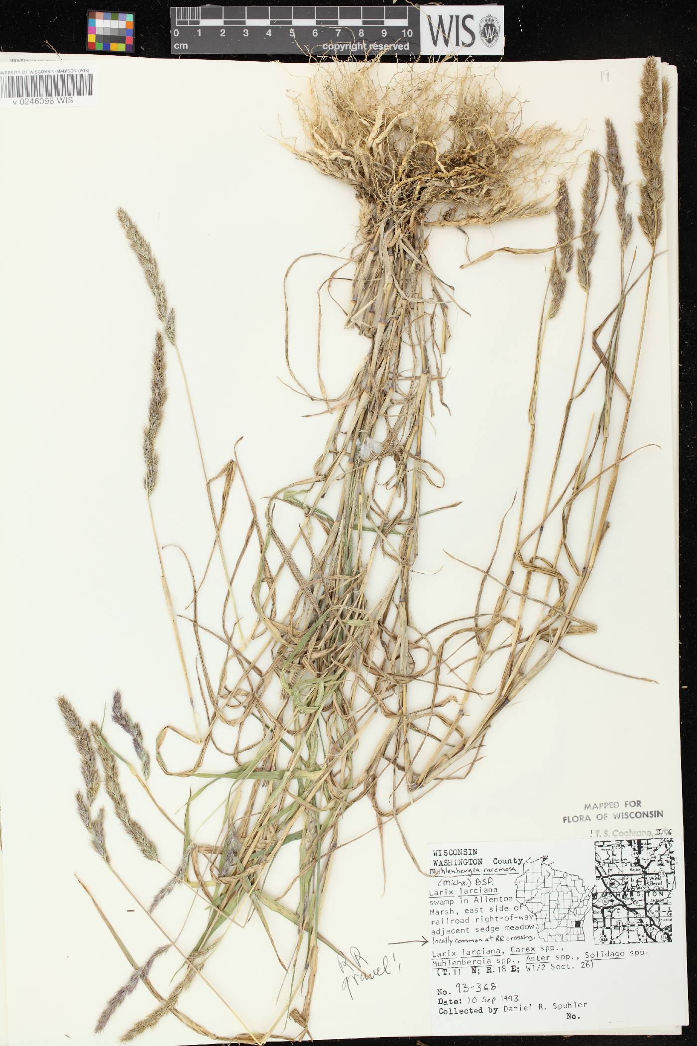 Muhlenbergia racemosa image