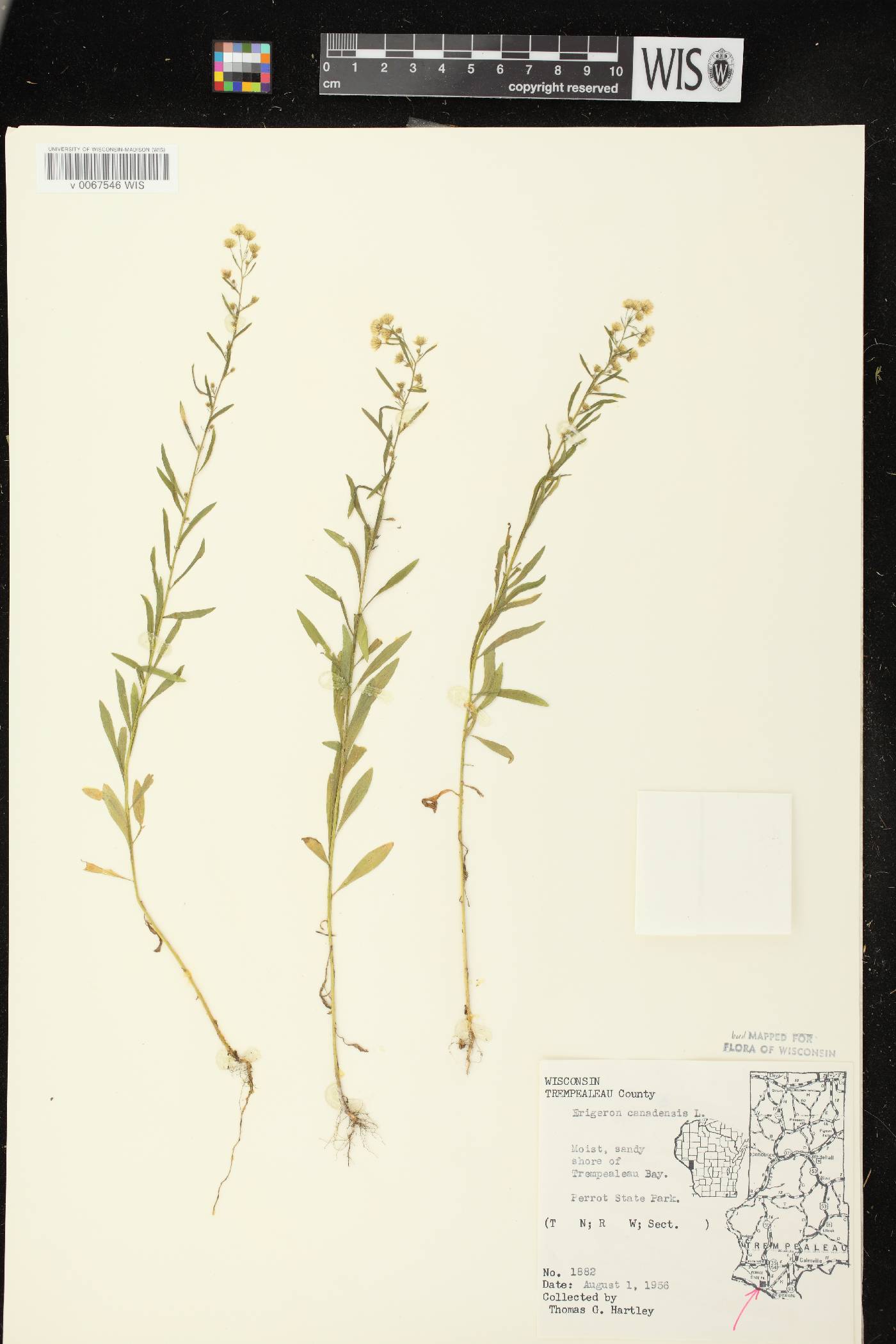 Conyza canadensis image