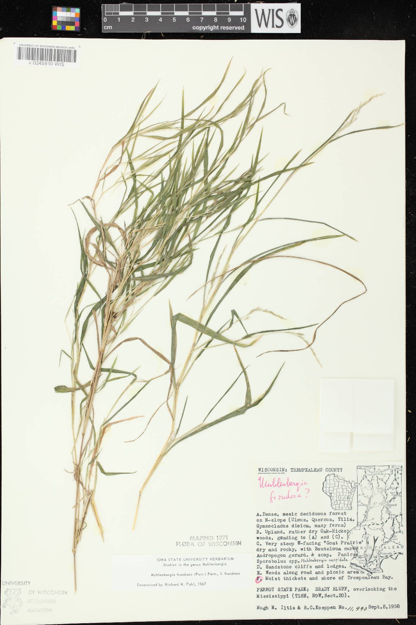 Muhlenbergia frondosa image