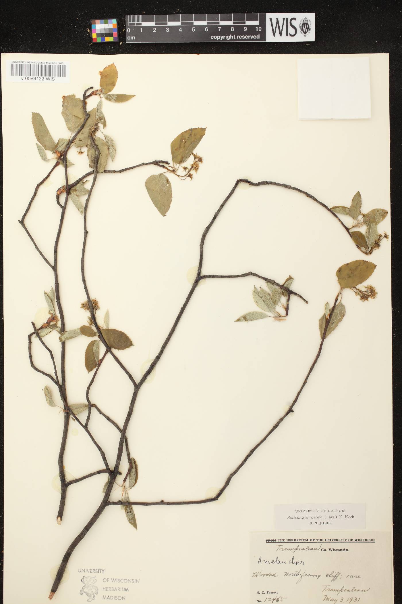 Amelanchier spicata image