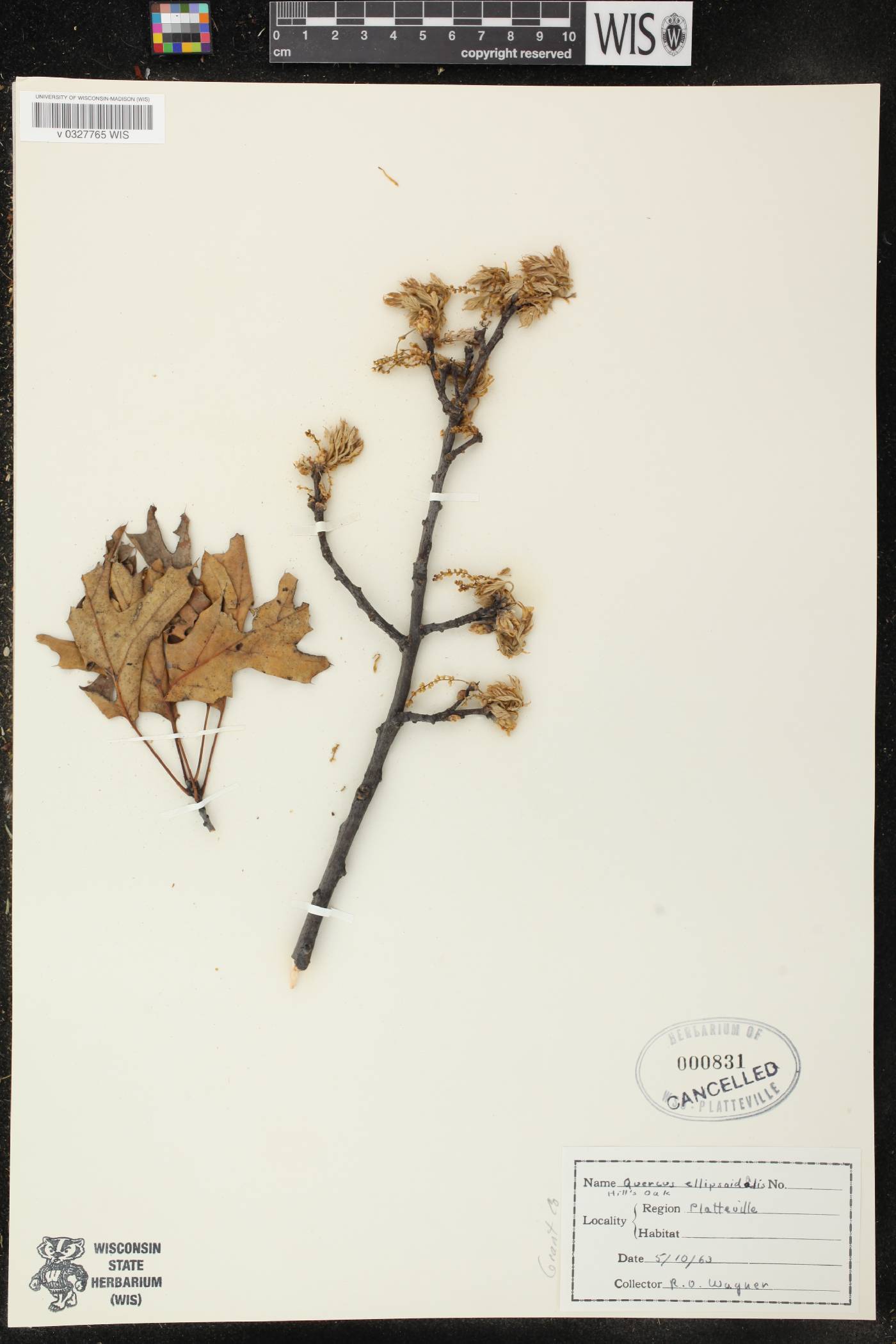 Quercus ellipsoidalis image