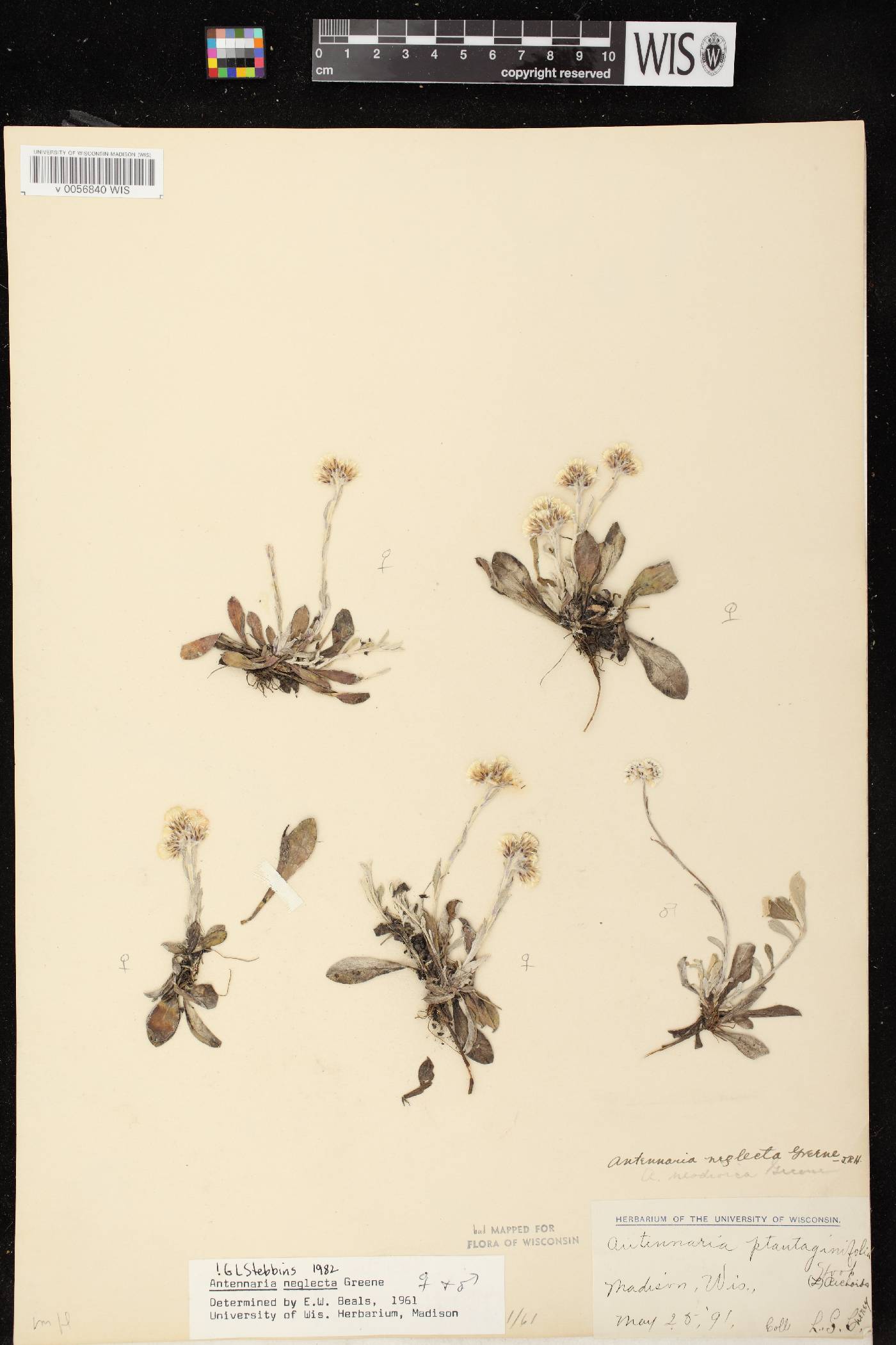 Antennaria neglecta image