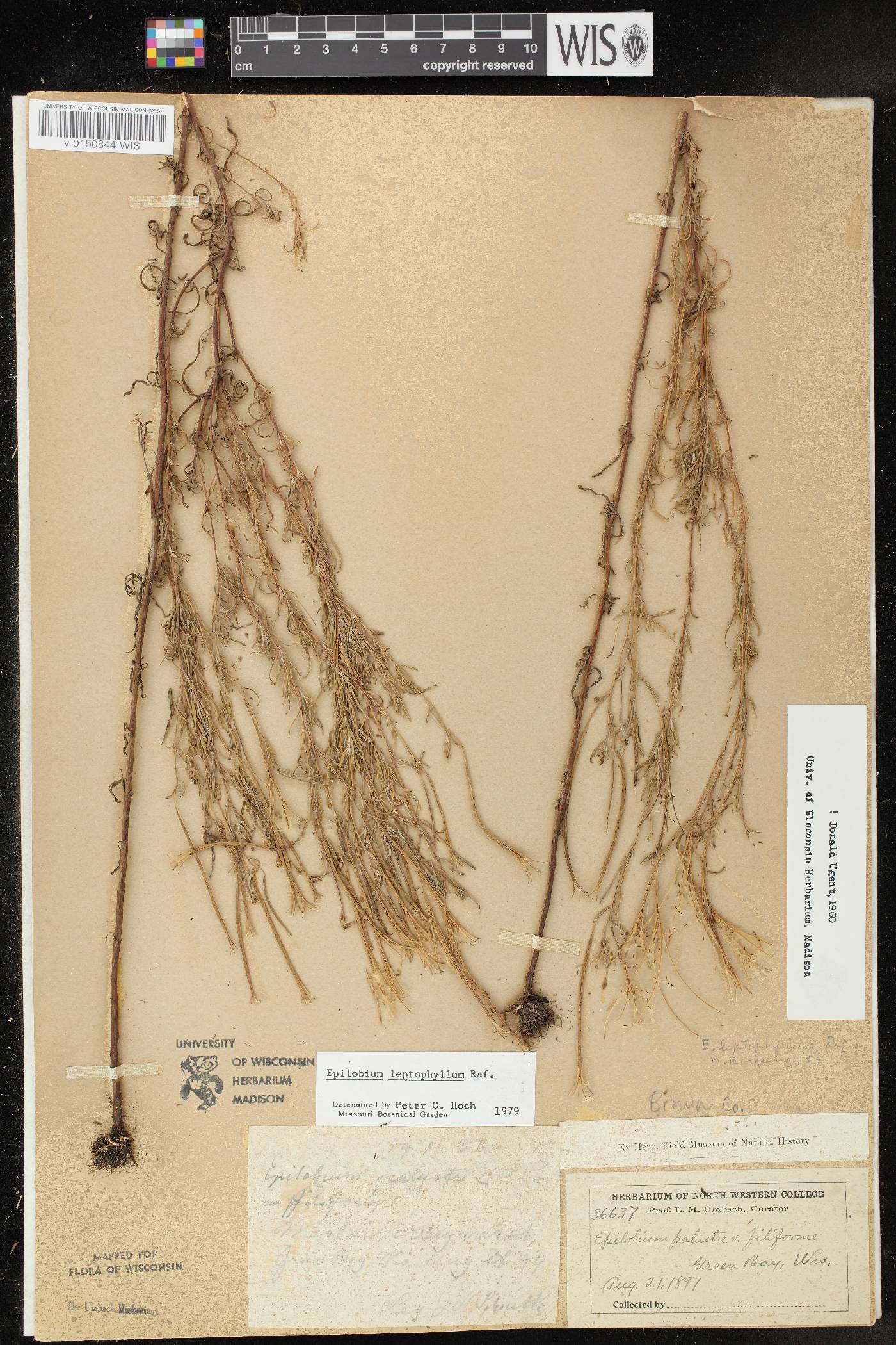 Epilobium leptophyllum image