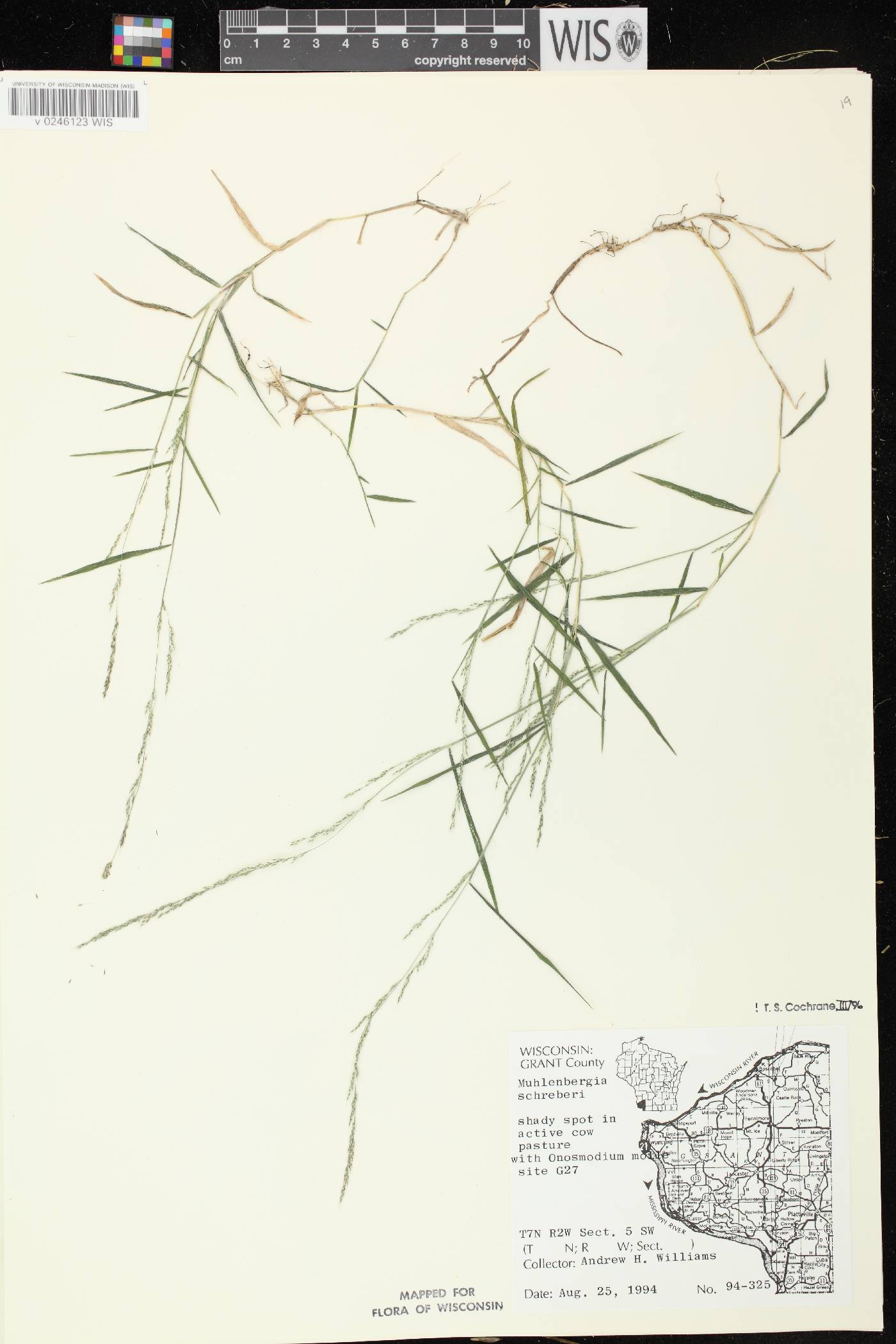 Muhlenbergia schreberi image