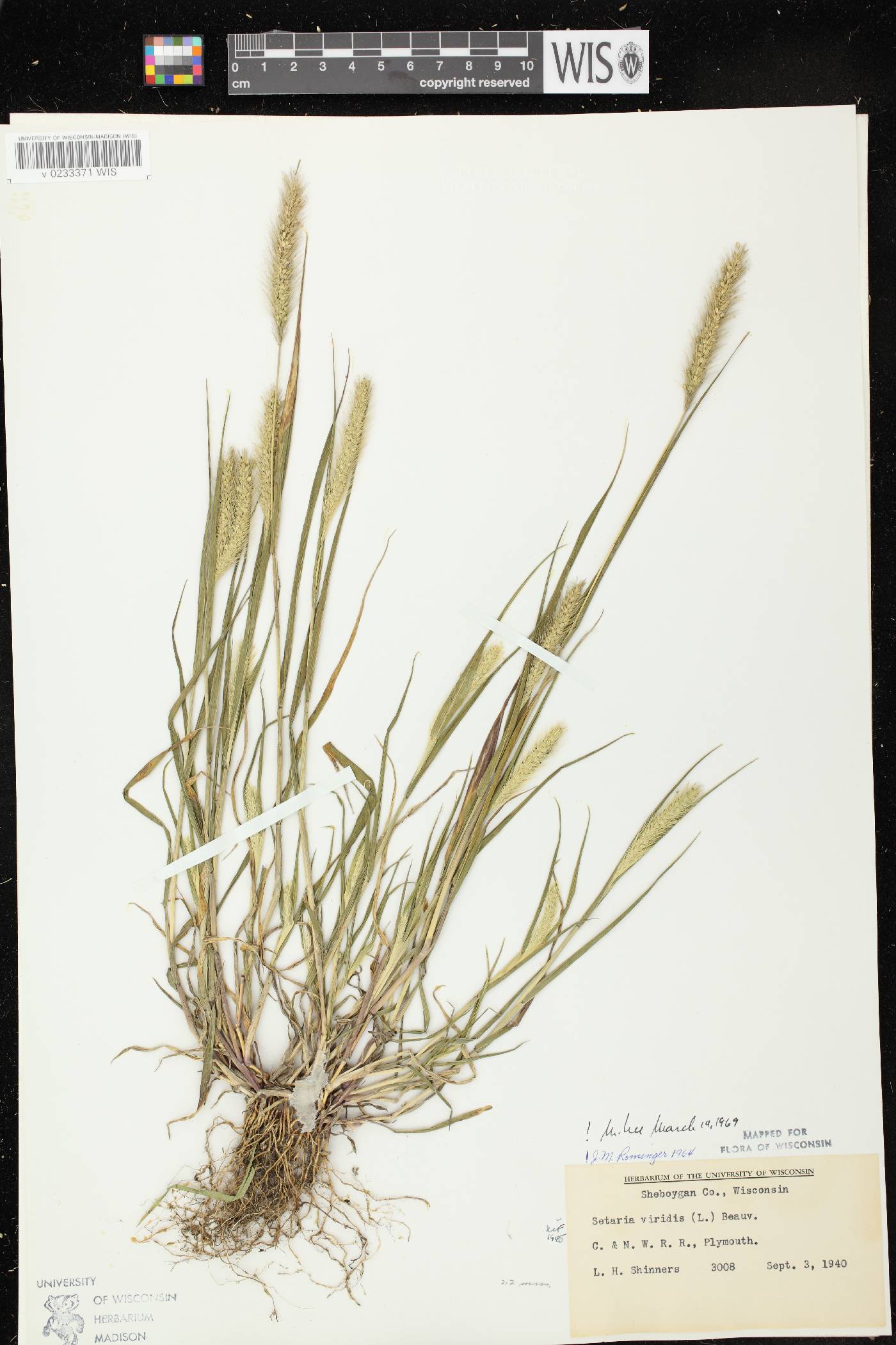 Setaria viridis var. viridis image