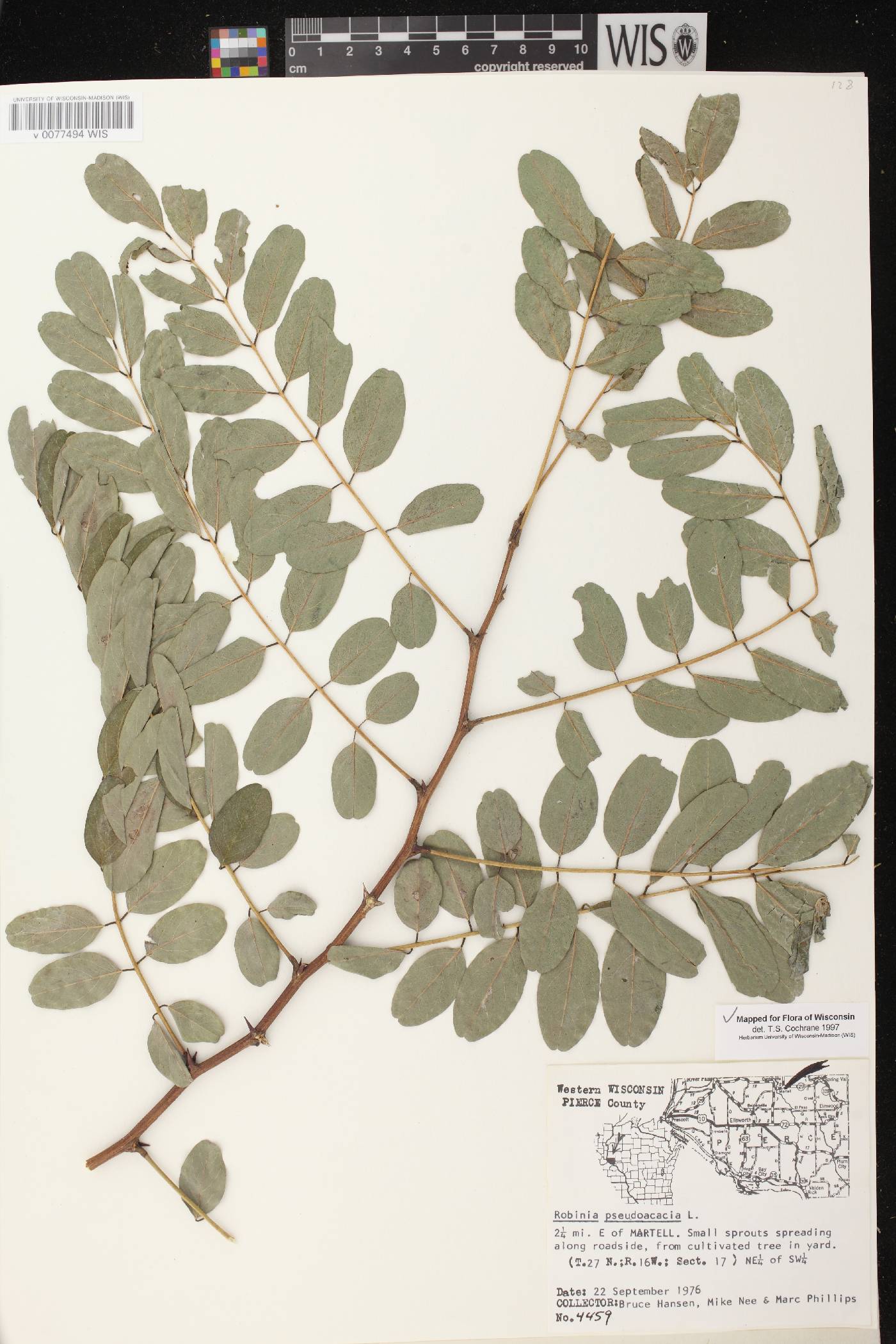 Robinia pseudoacacia image