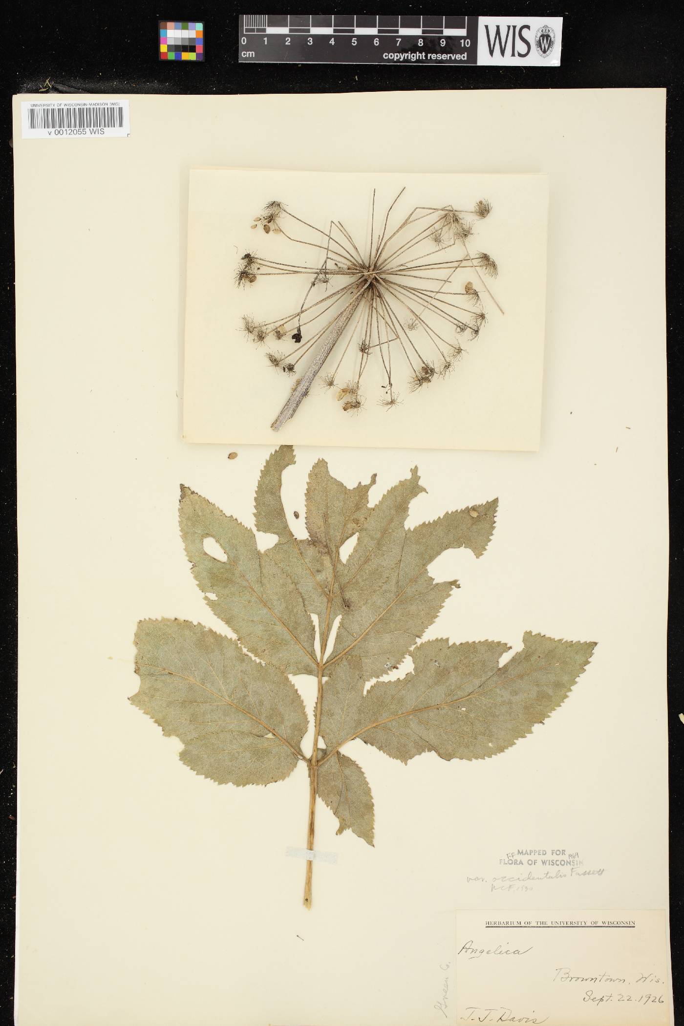 Angelica atropurpurea var. occidentalis image