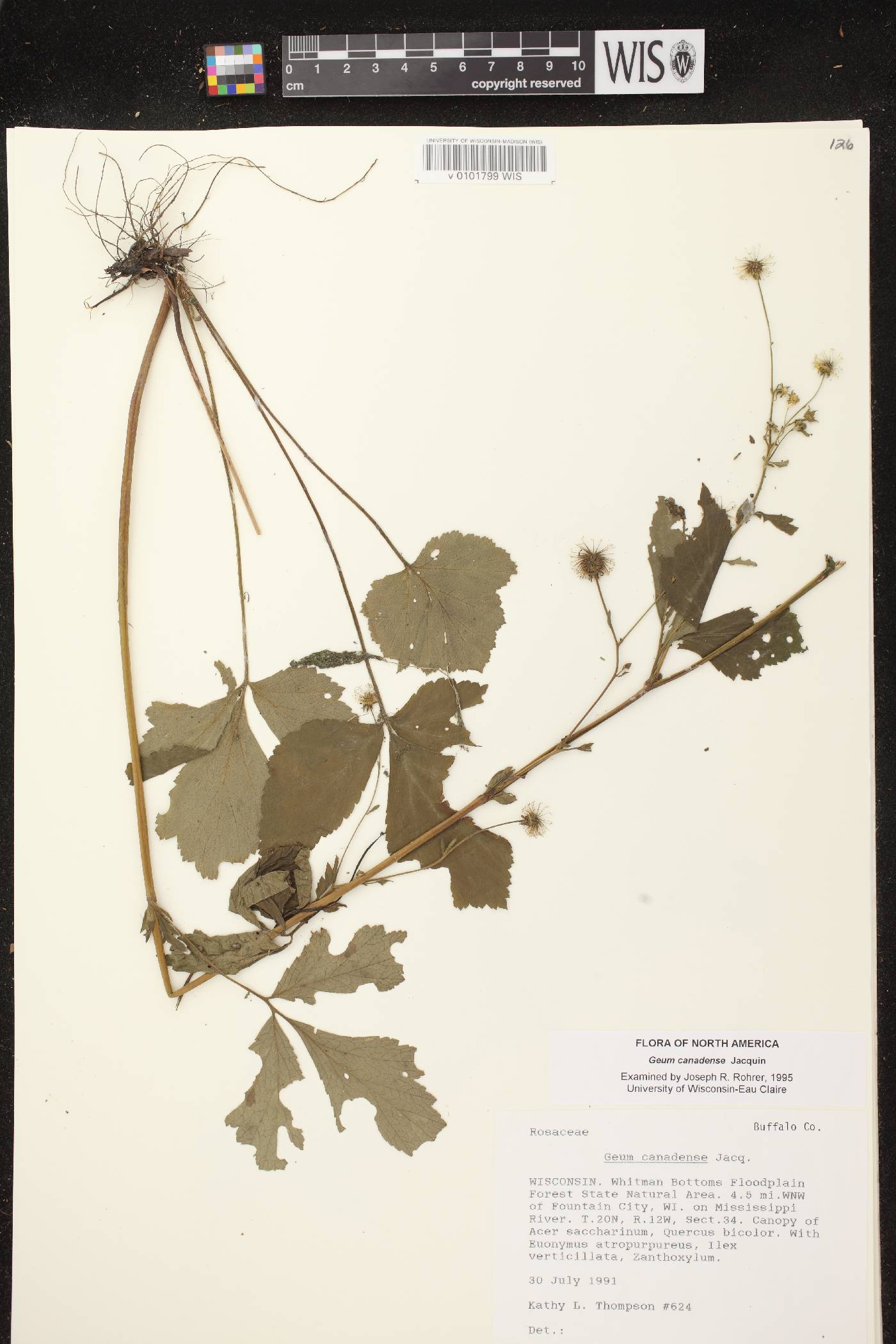 Geum canadense image