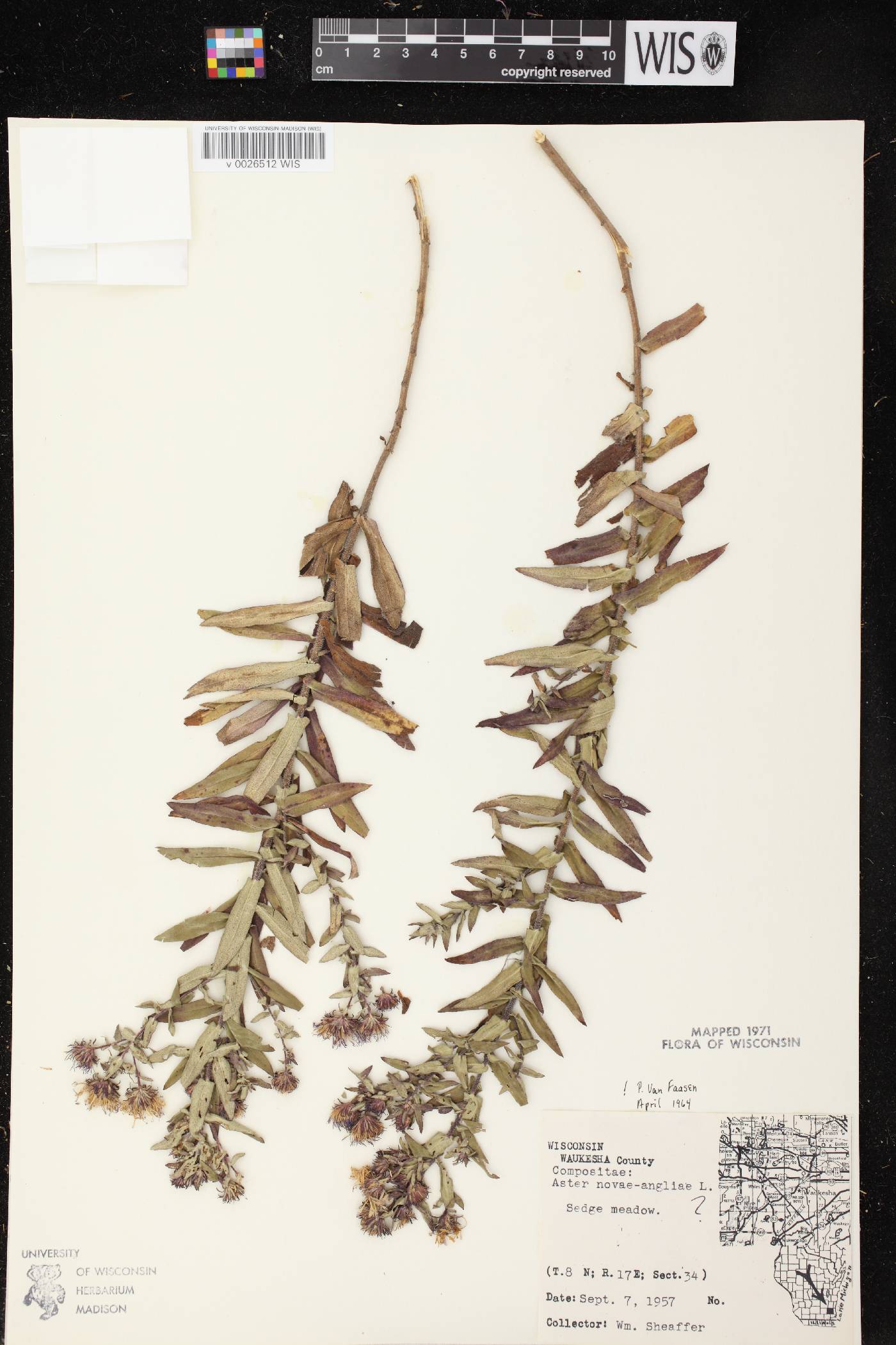 Symphyotrichum novae-angliae image