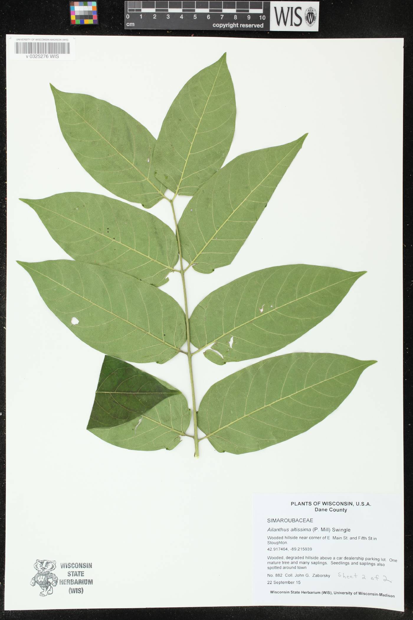 Ailanthus altissima image