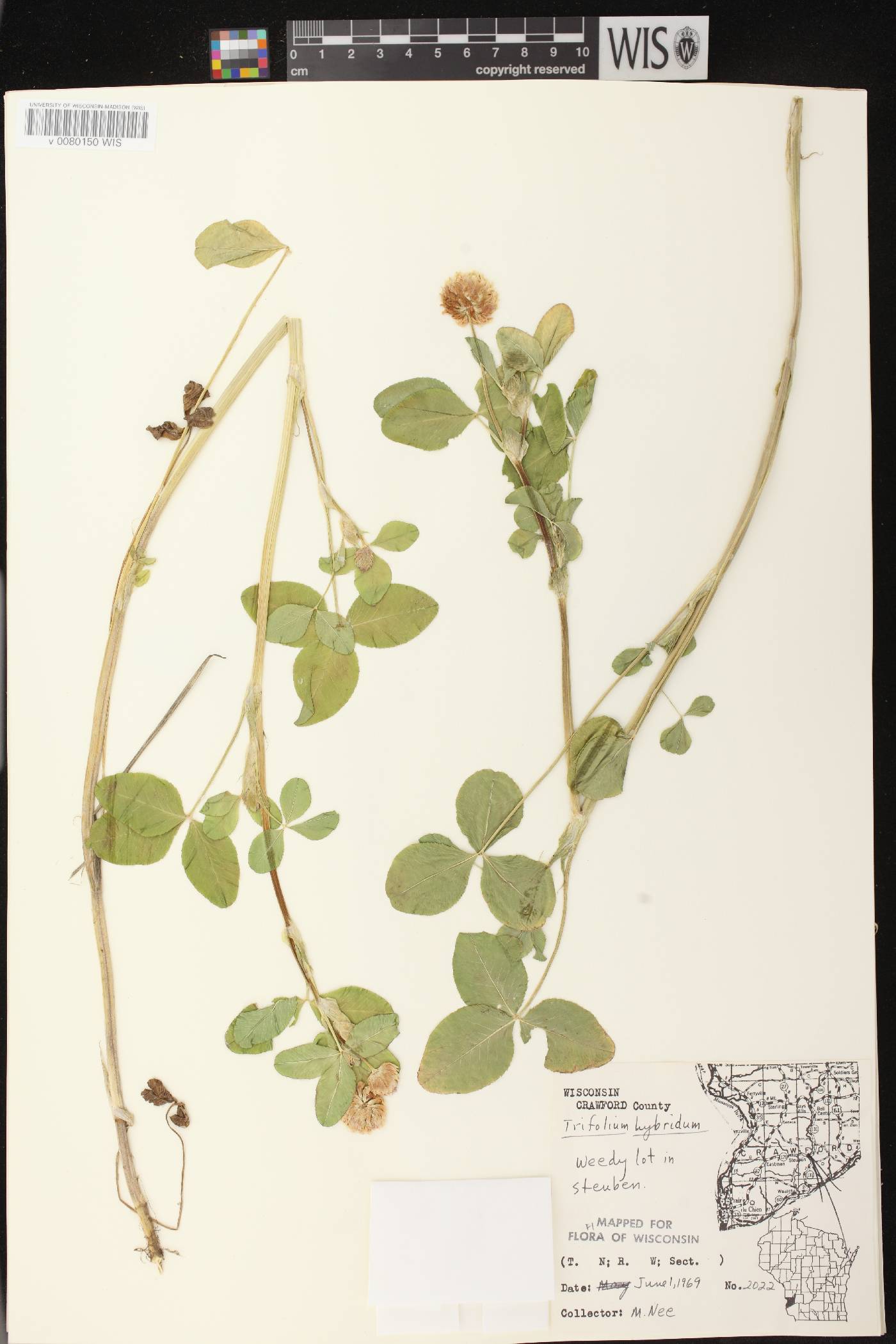 Trifolium hybridum image