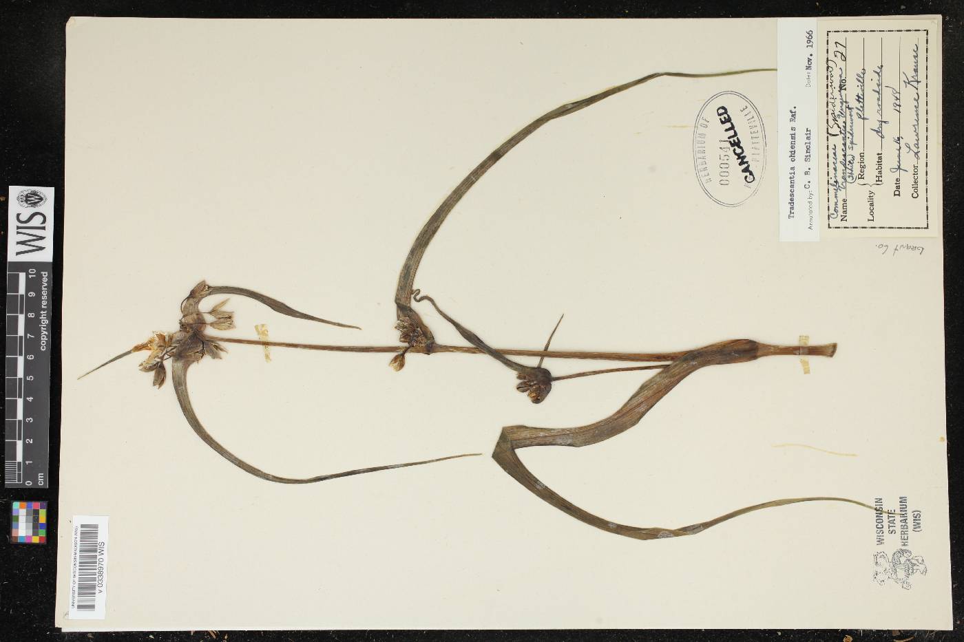 Tradescantia ohiensis image