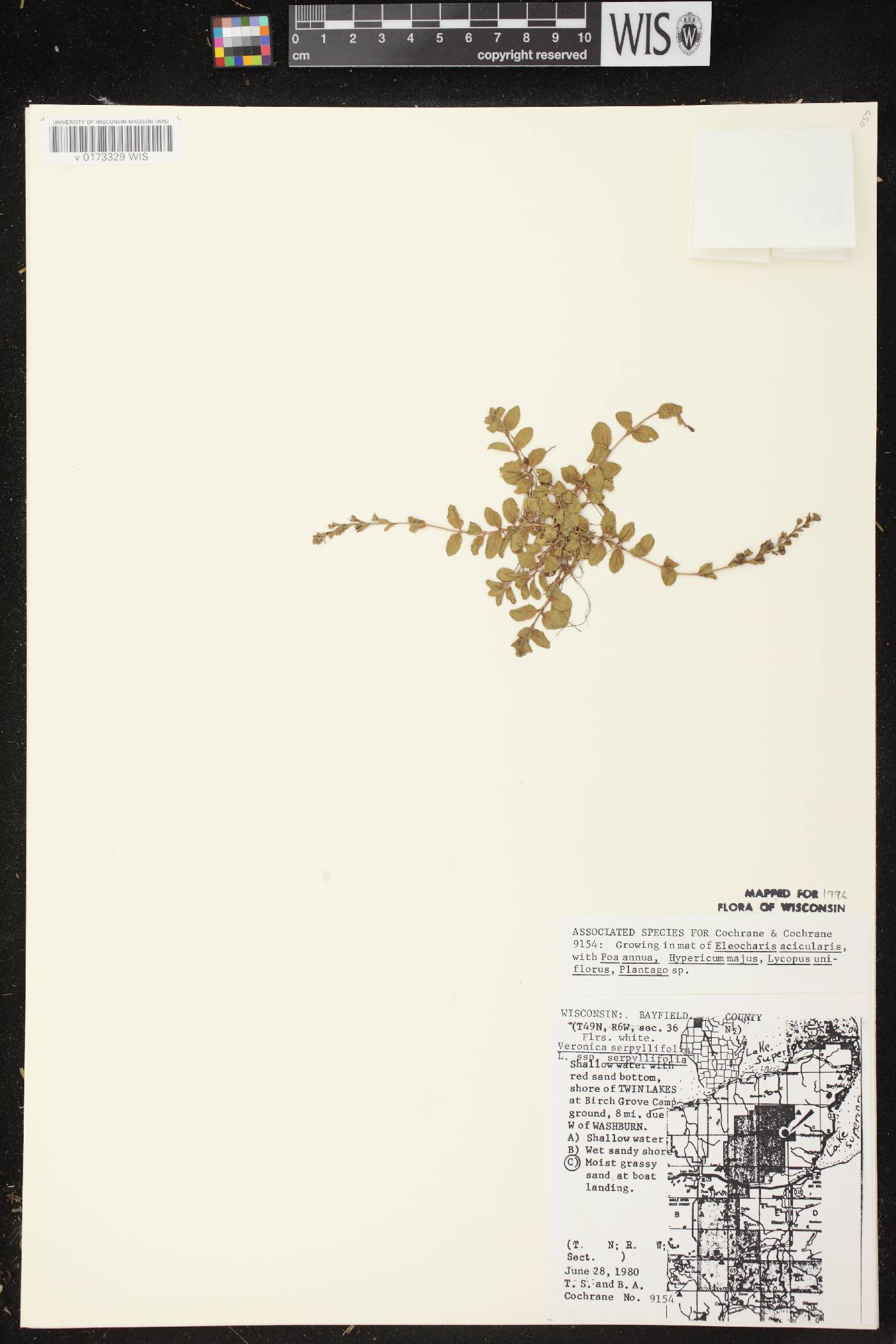 Veronica serpyllifolia subsp. serpyllifolia image