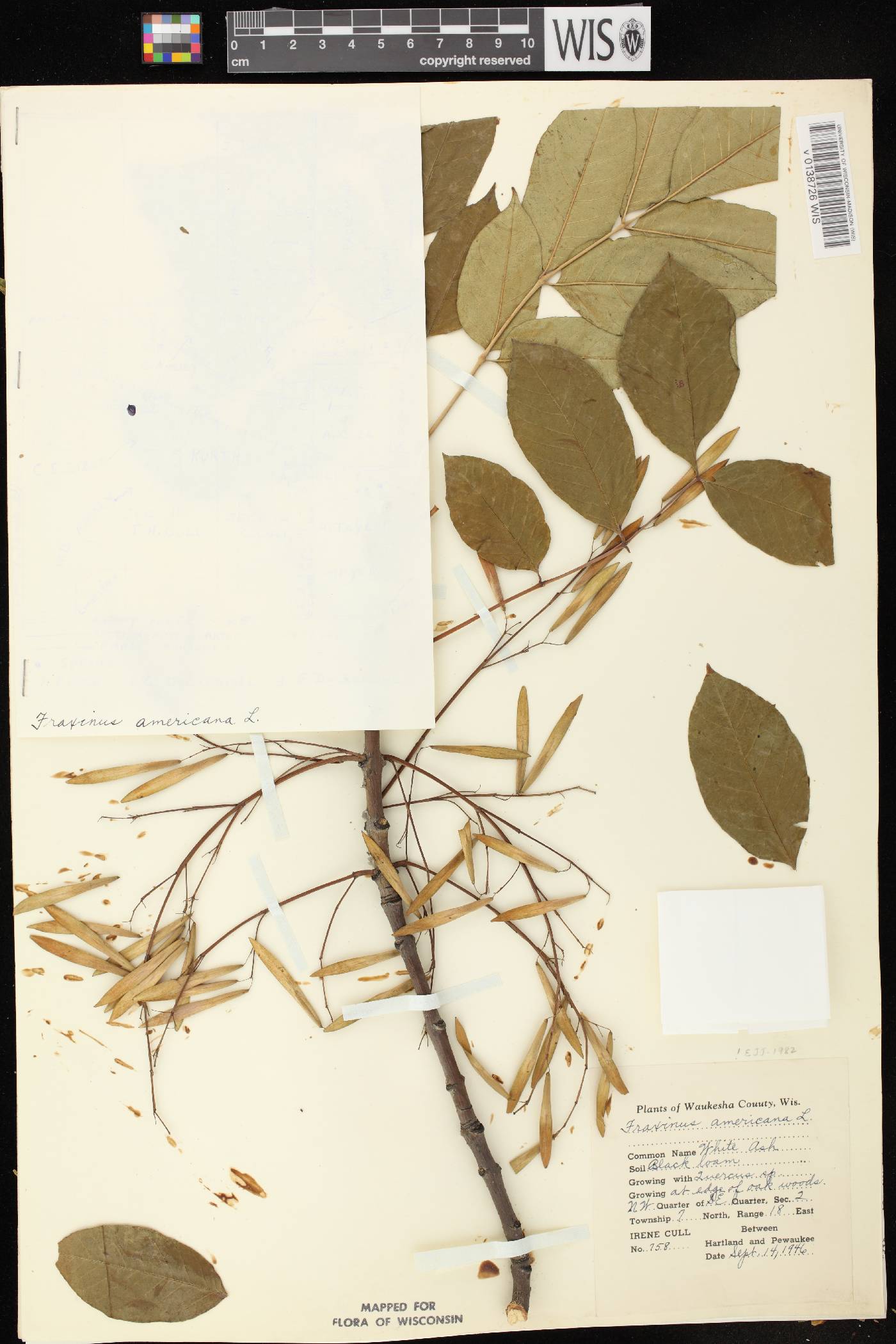 Fraxinus americana image