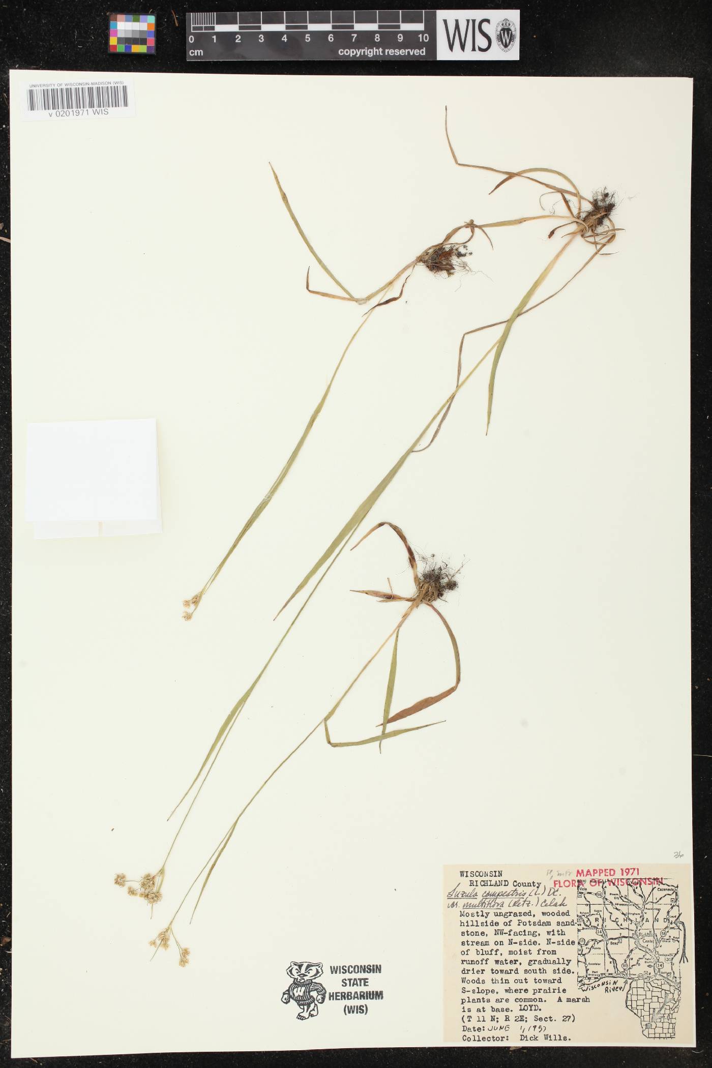 Luzula multiflora image