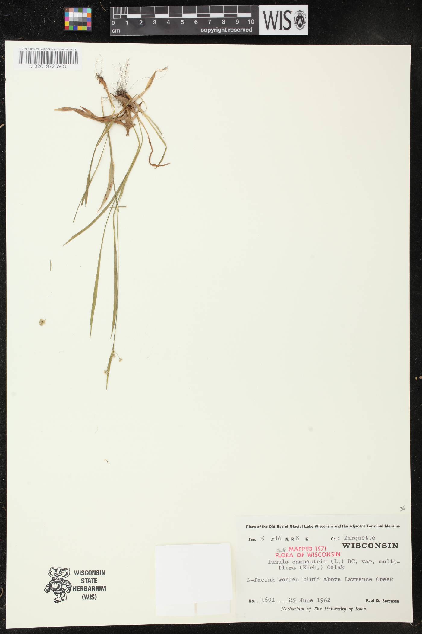 Luzula multiflora image