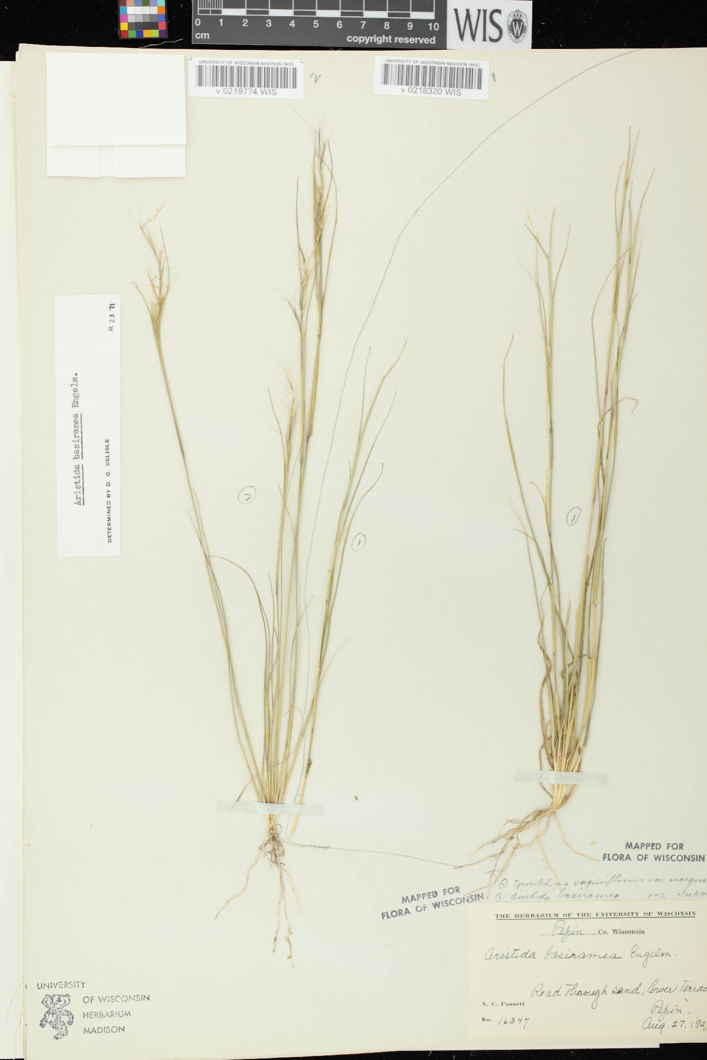 Sporobolus vaginiflorus var. vaginiflorus image