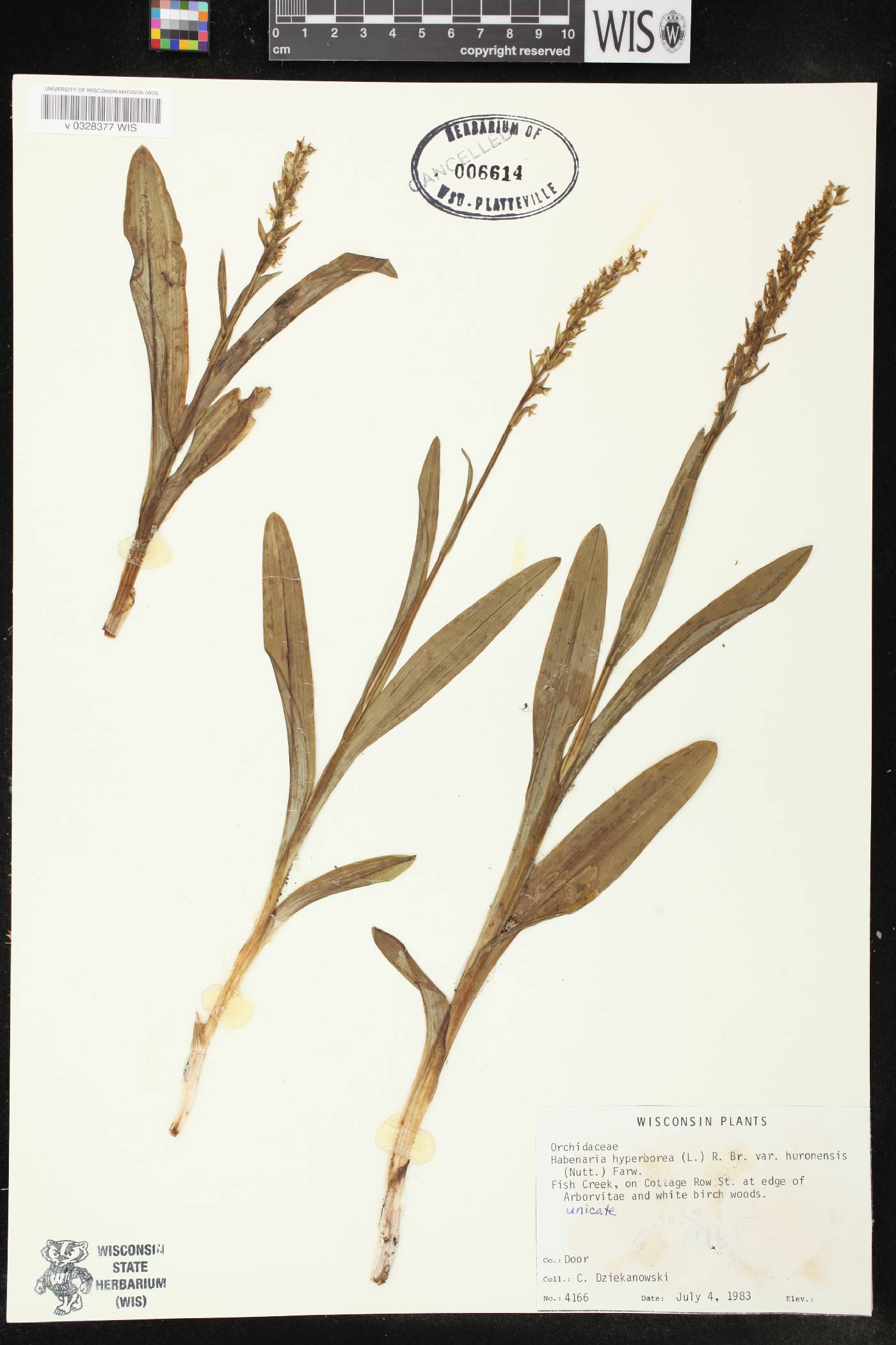 Platanthera huronensis image