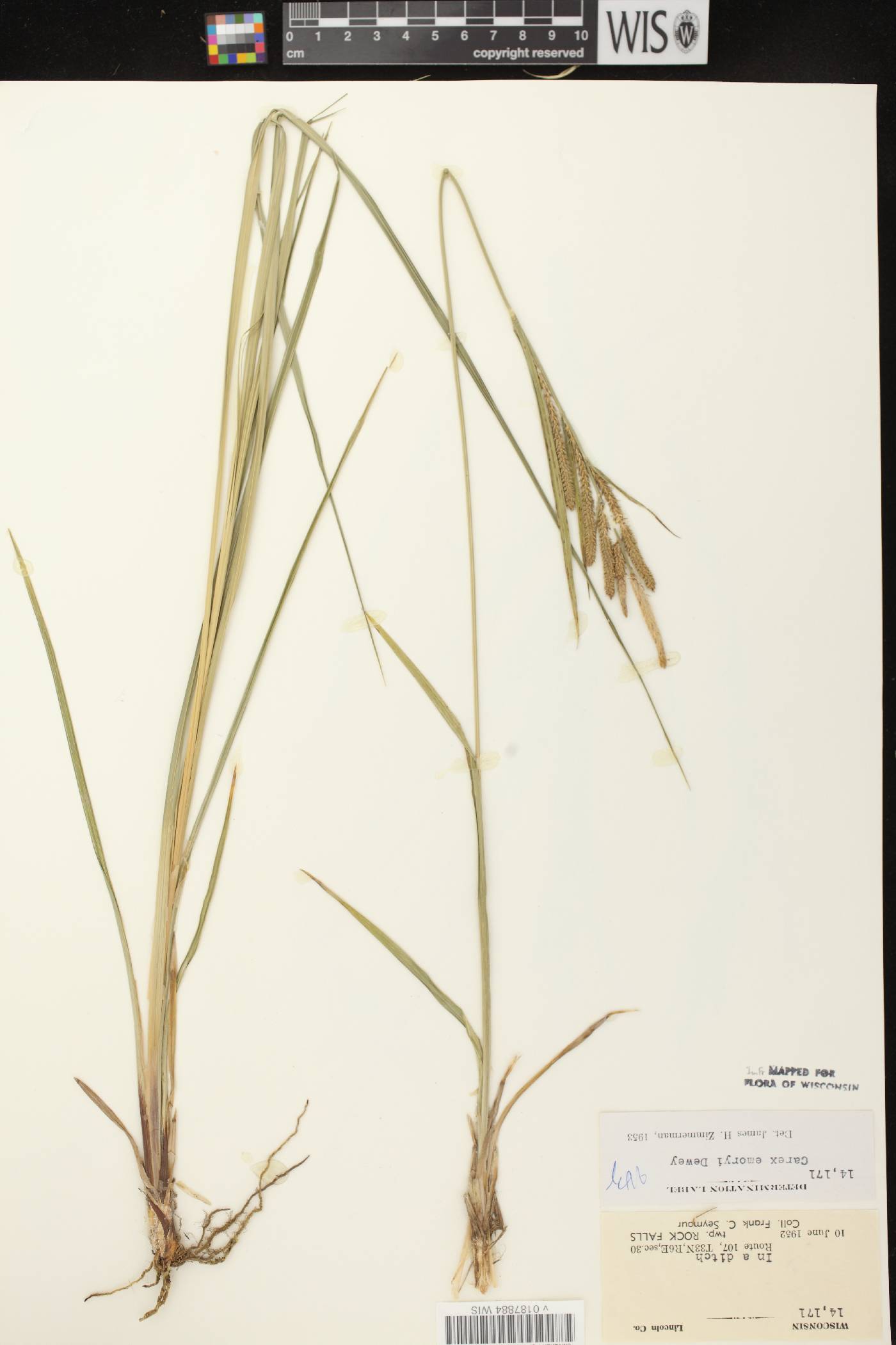 Carex emoryi image
