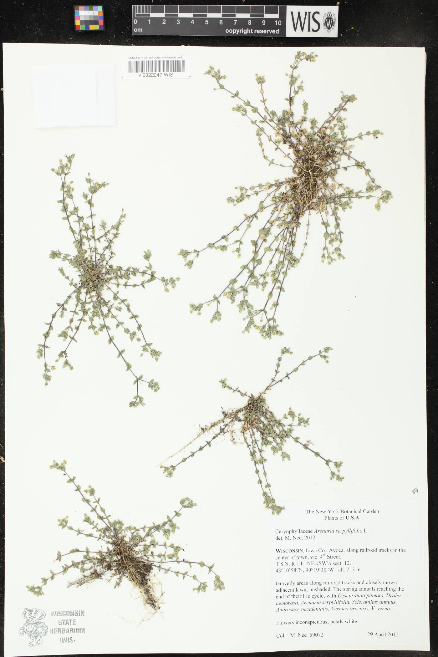 Arenaria serpyllifolia image