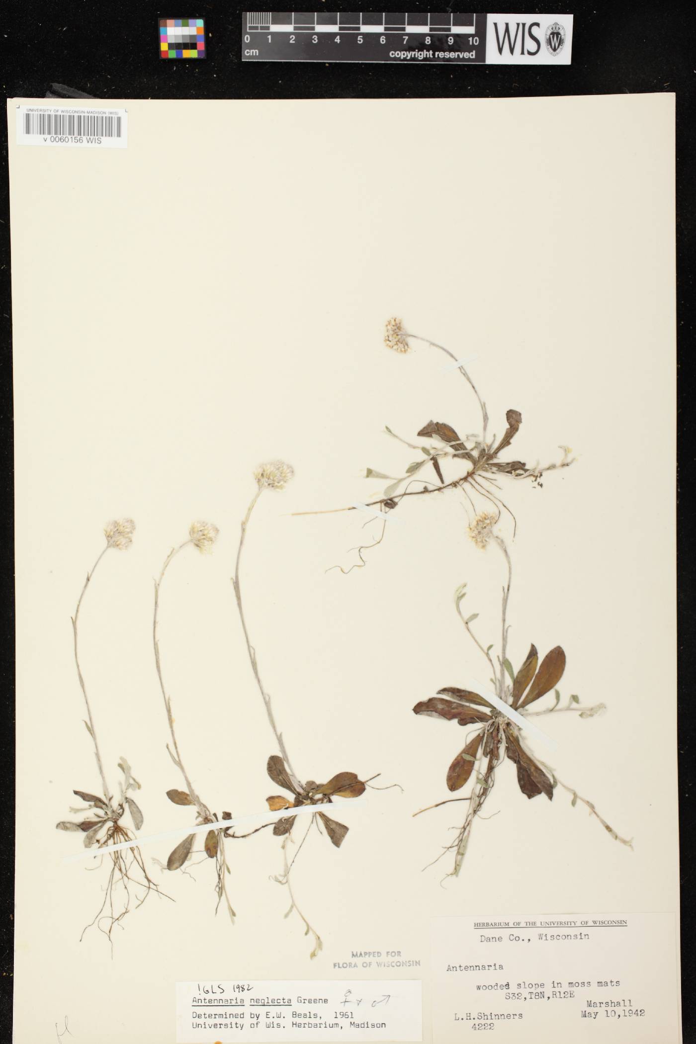 Antennaria neglecta image