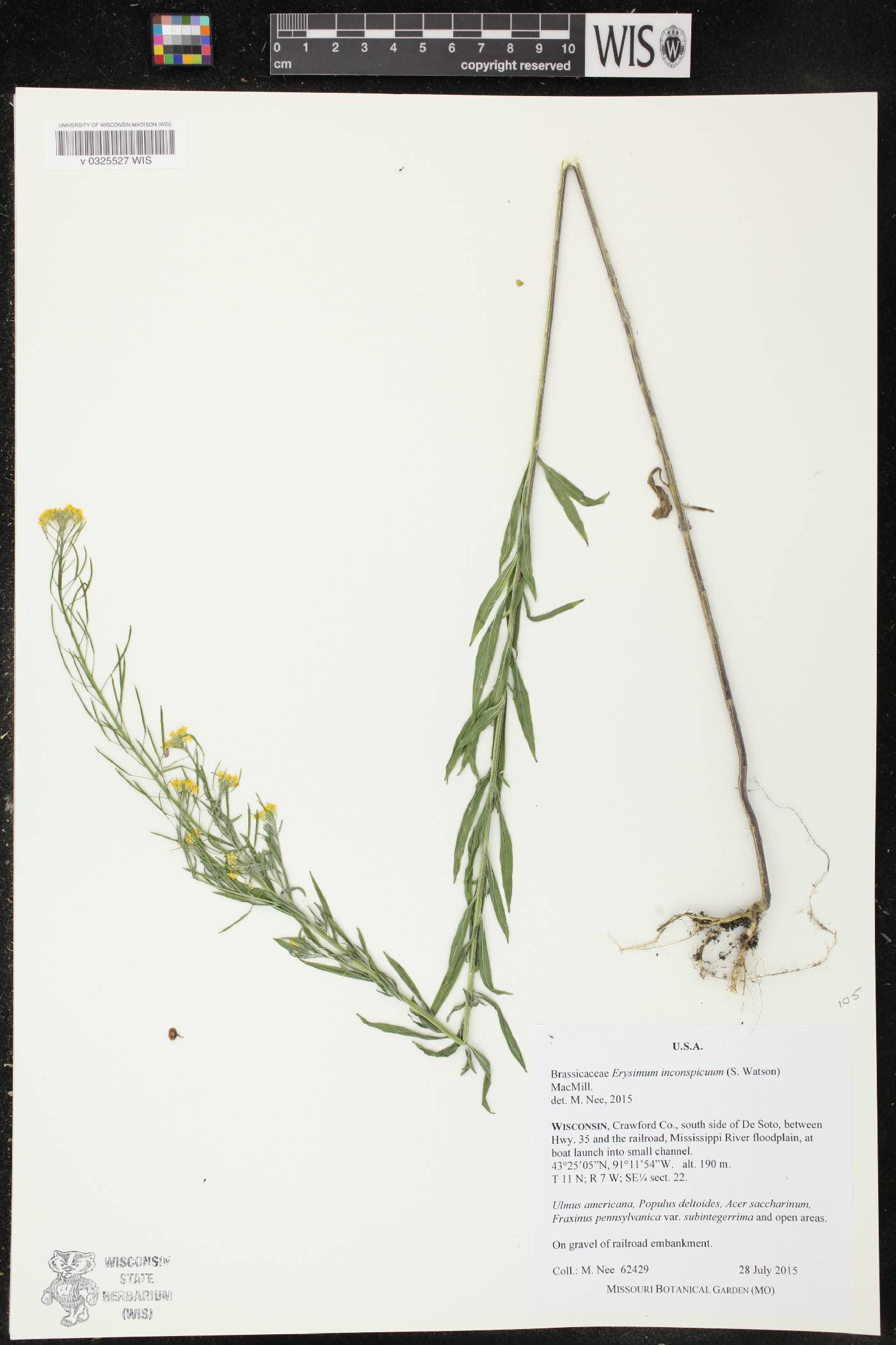 Erysimum inconspicuum image