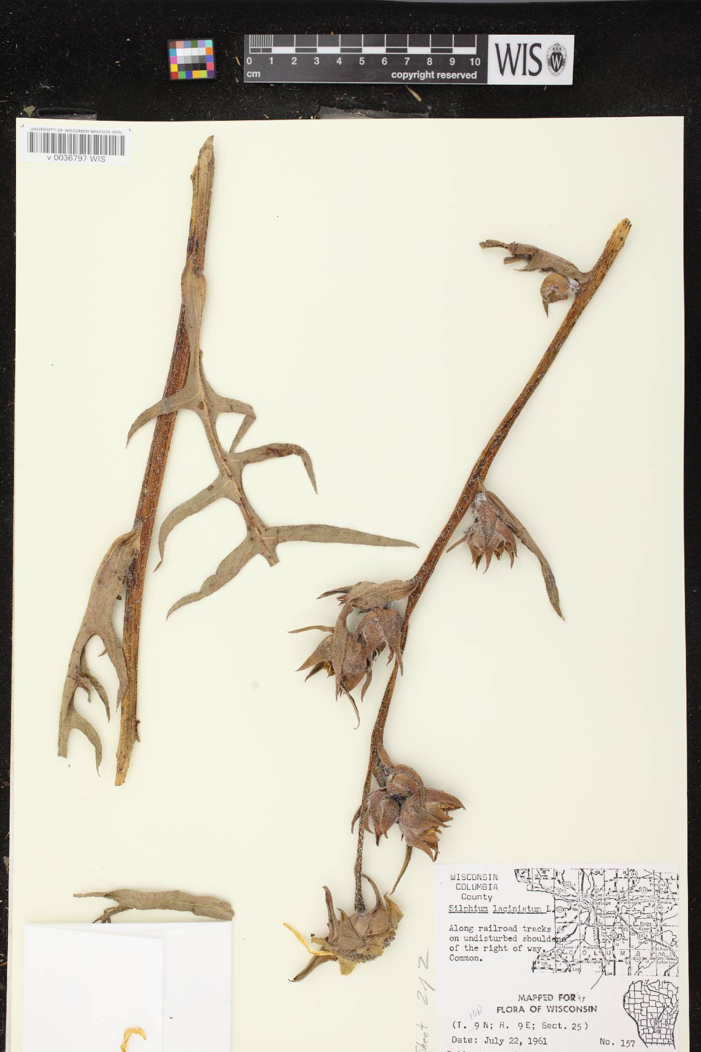 Silphium laciniatum image