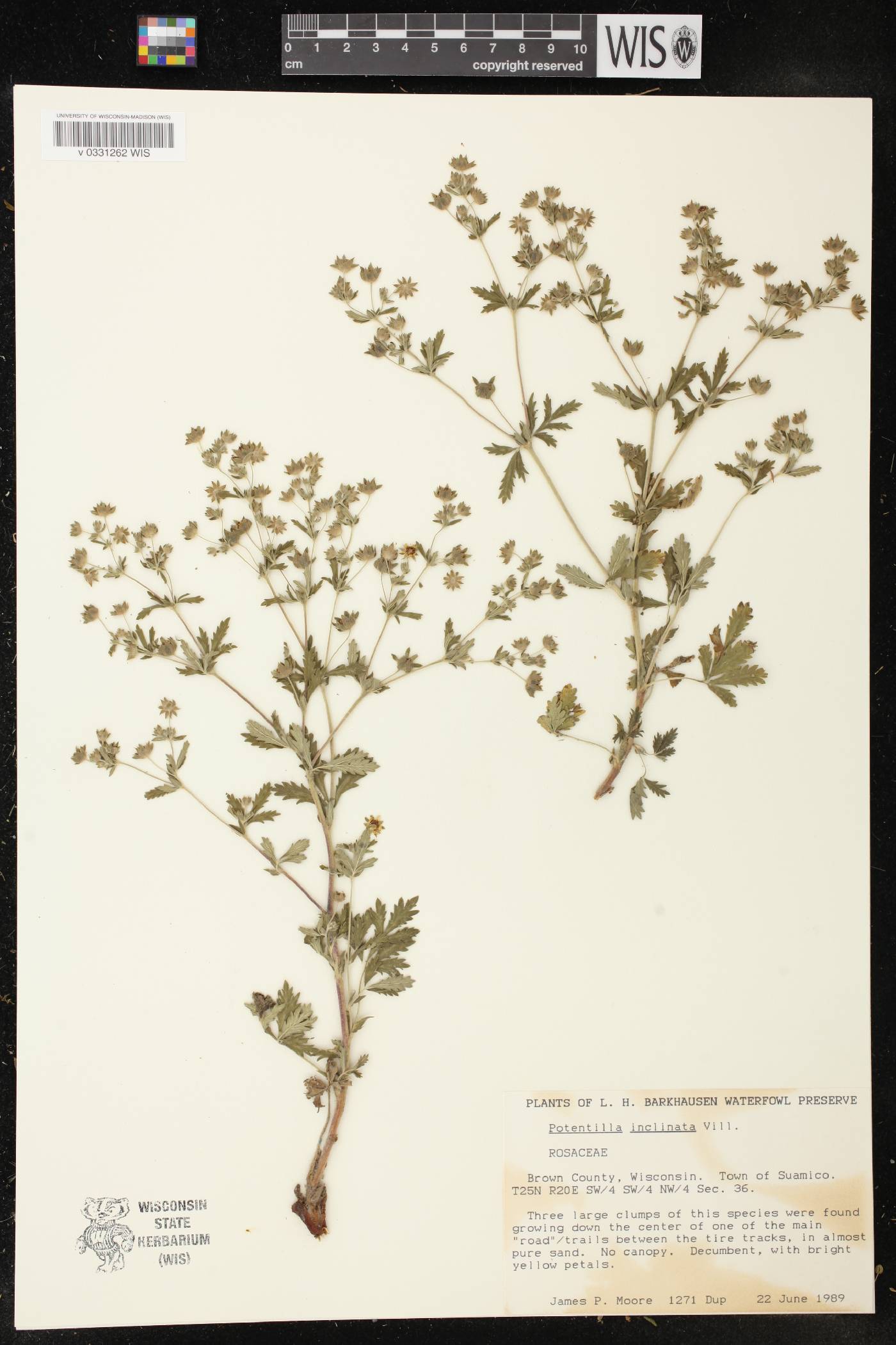 Potentilla inclinata image