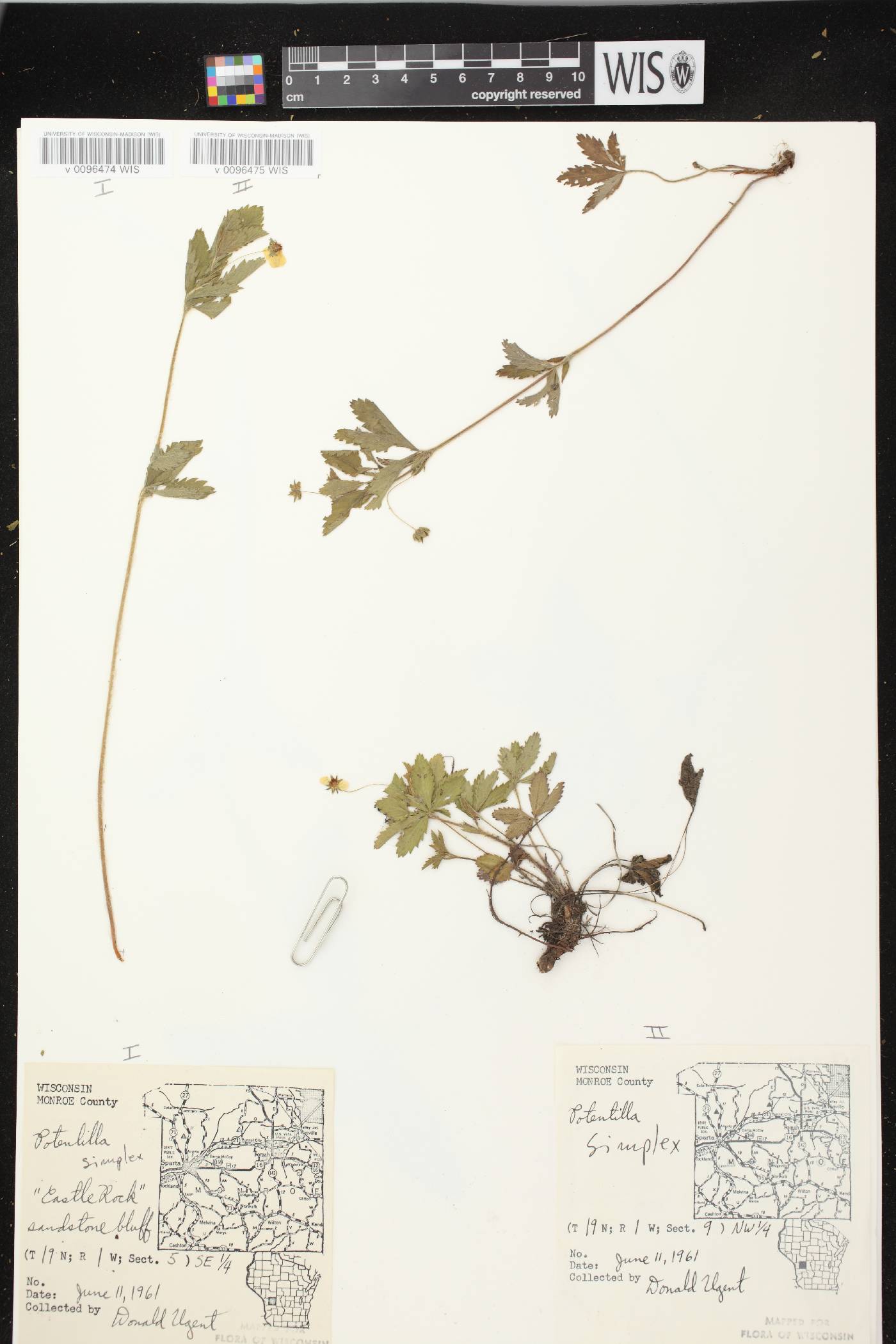 Potentilla simplex image