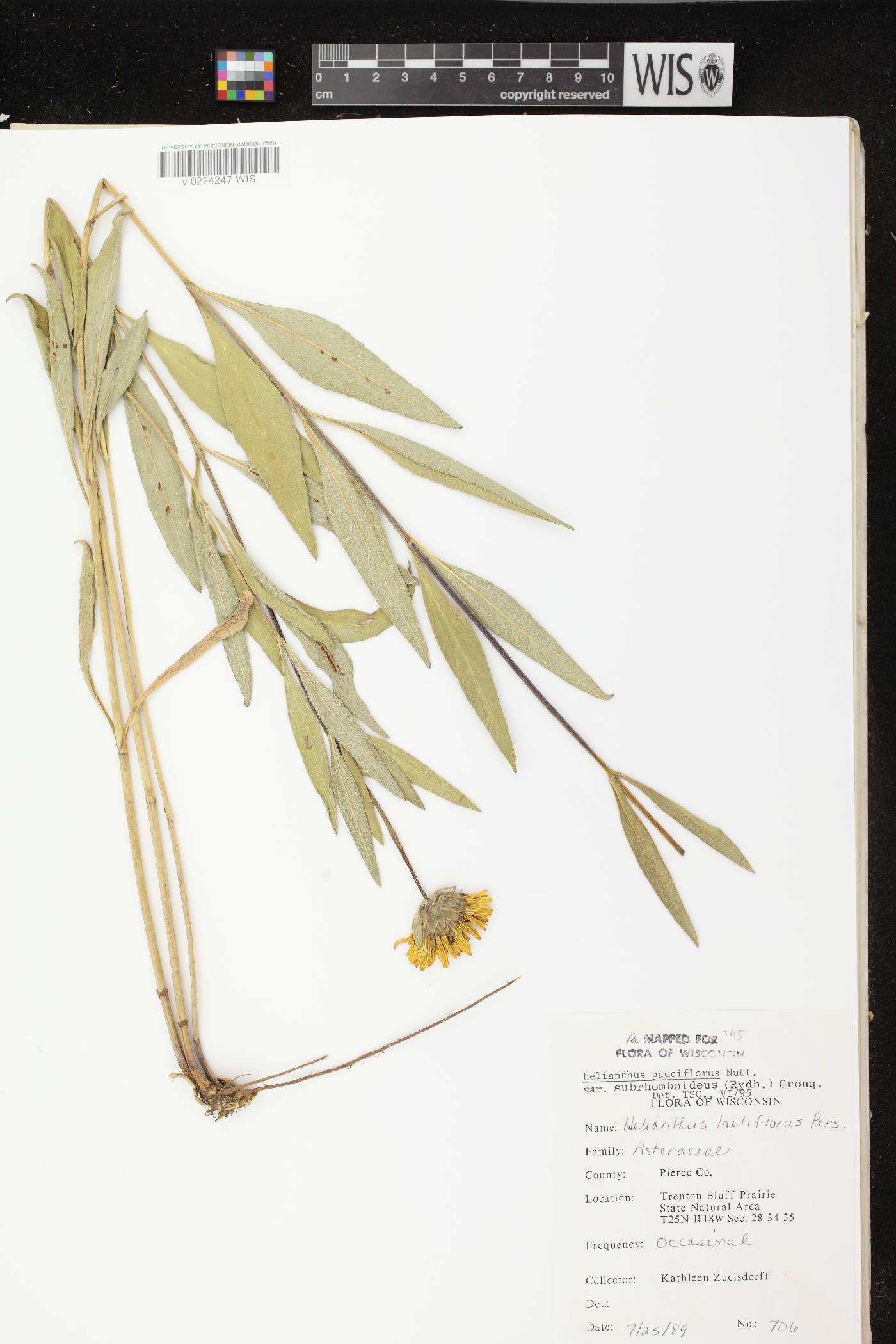 Helianthus pauciflorus subsp. subrhomboideus image