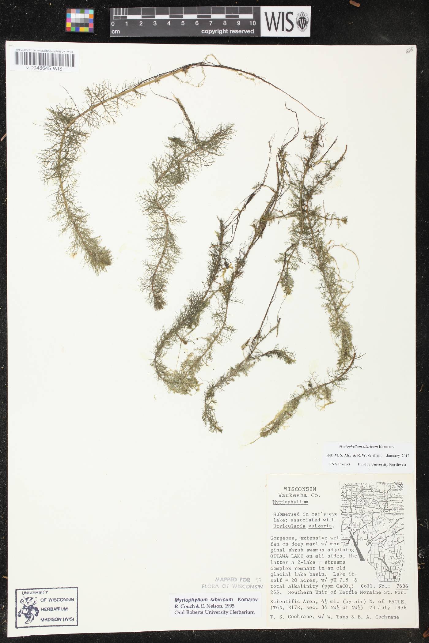 Myriophyllum sibiricum image