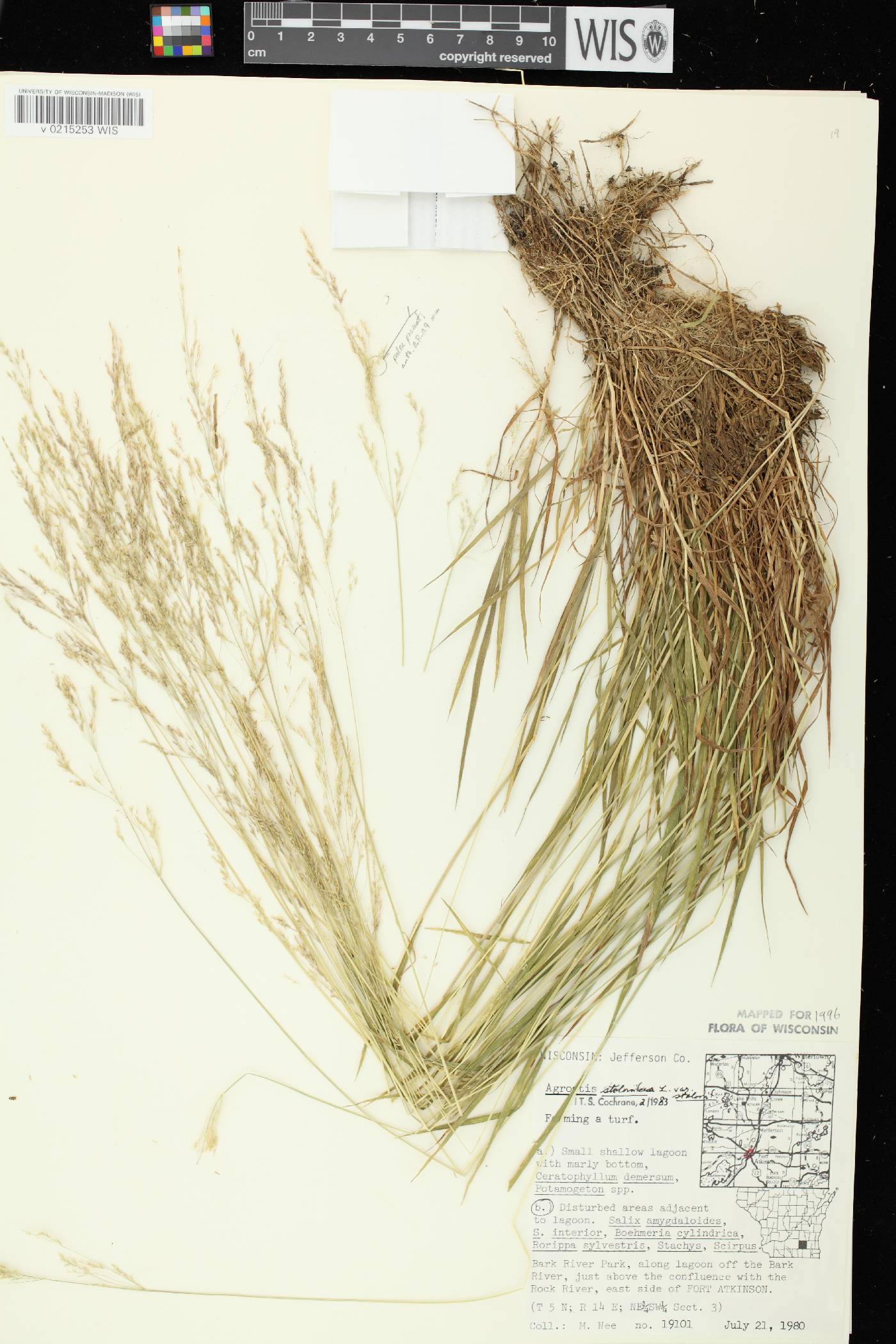 Agrostis stolonifera image