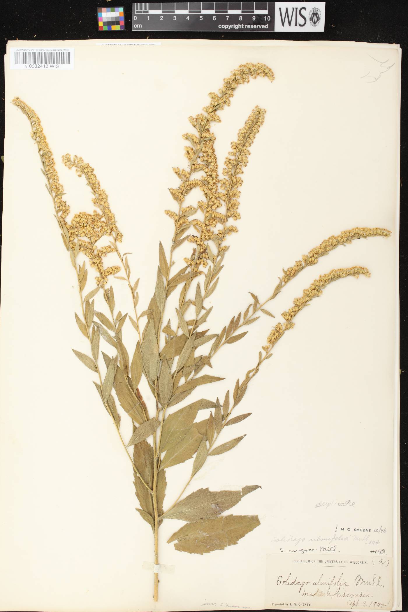 Solidago ulmifolia var. ulmifolia image