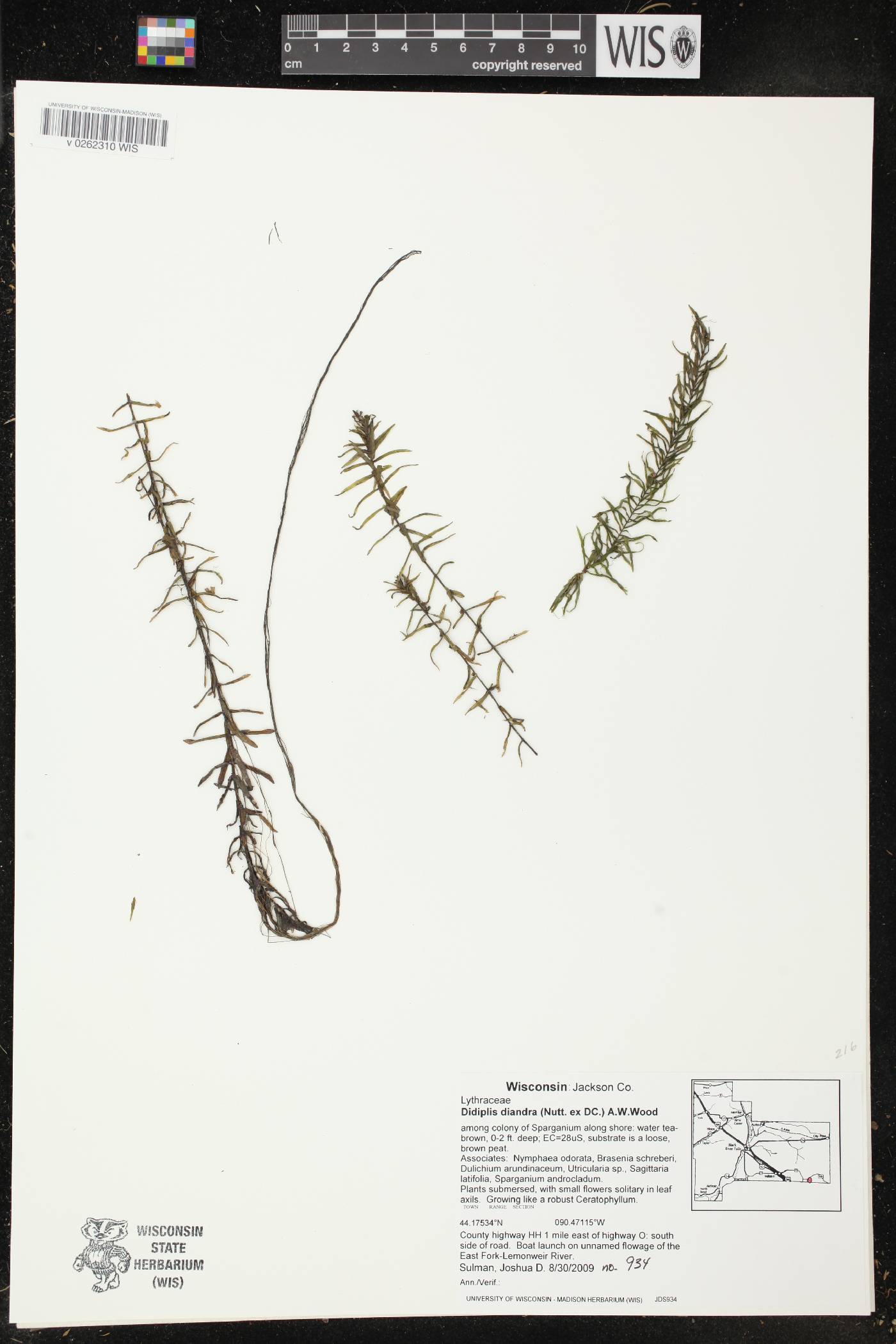 Didiplis diandra image