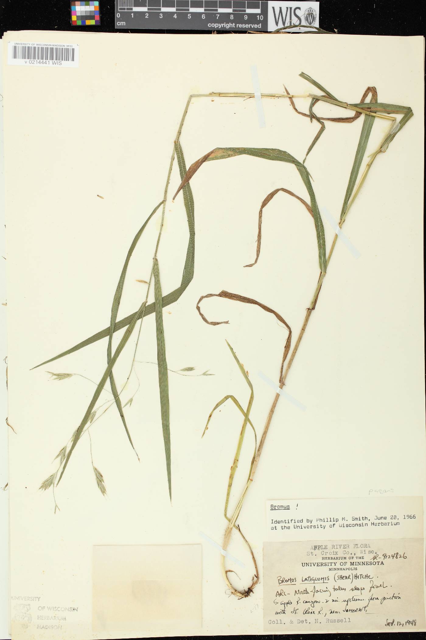 Bromus latiglumis image