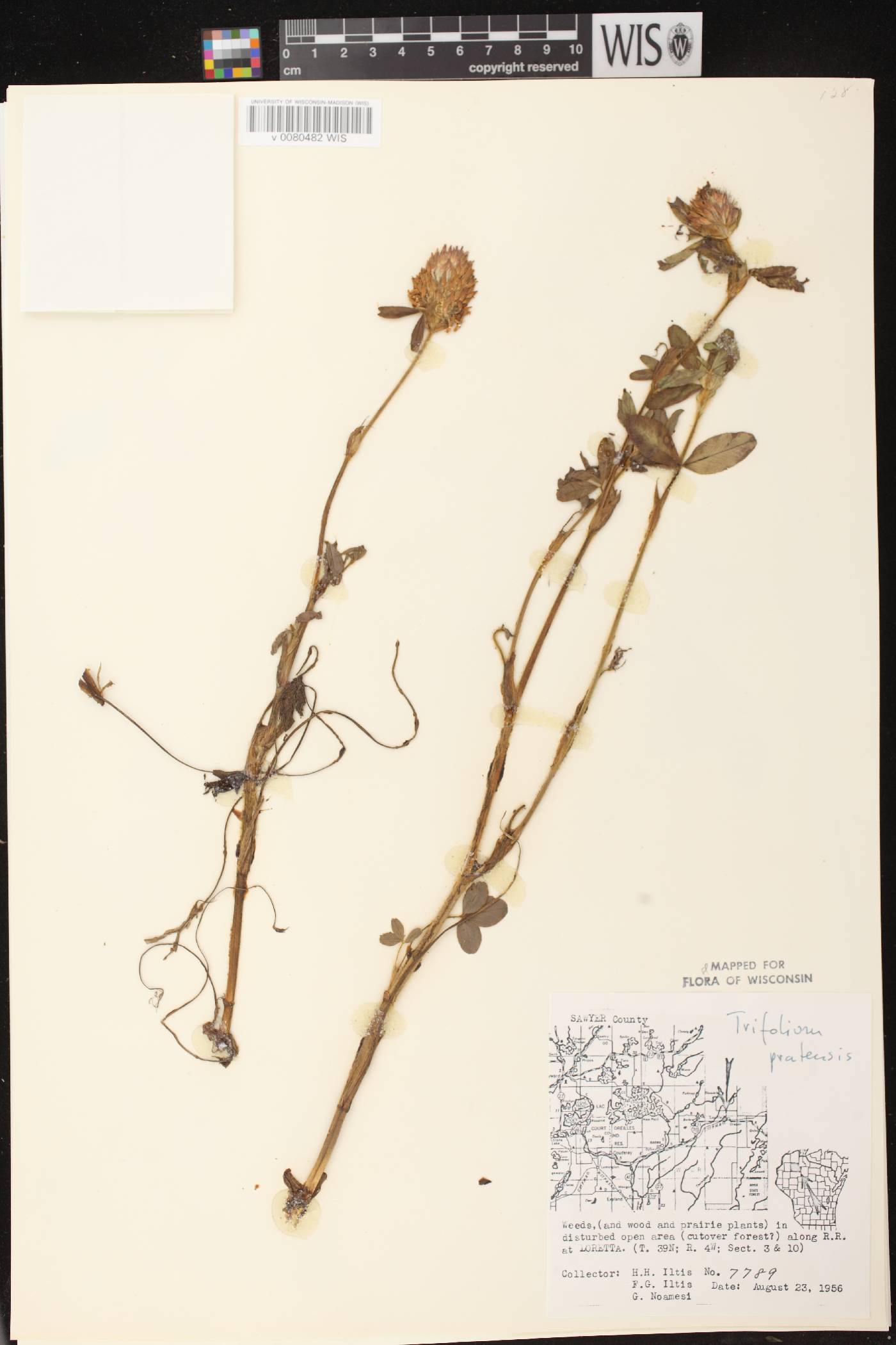 Trifolium pratense image