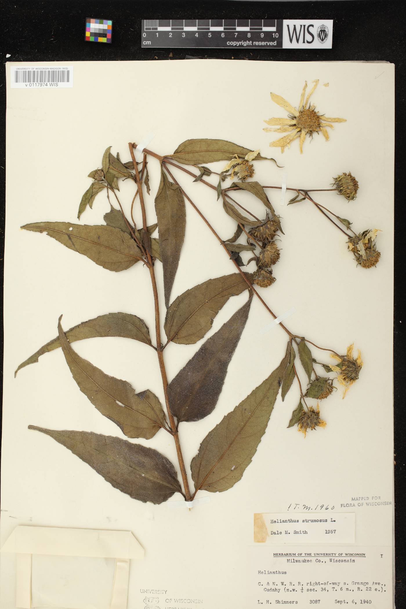 Helianthus strumosus image