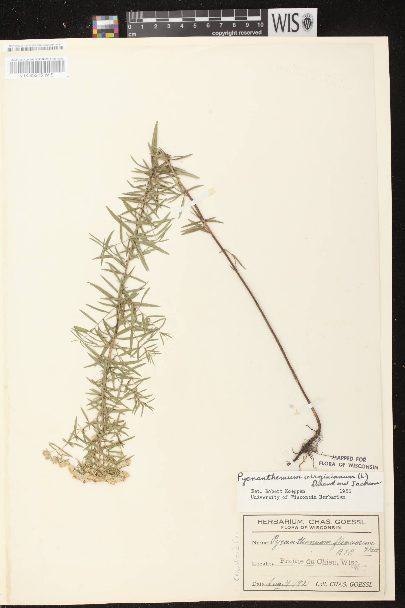 Pycnanthemum virginianum image